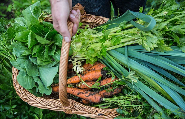 Vrije tijd Je eigen moestuin, het hele jaar door Meer informatie en proefles