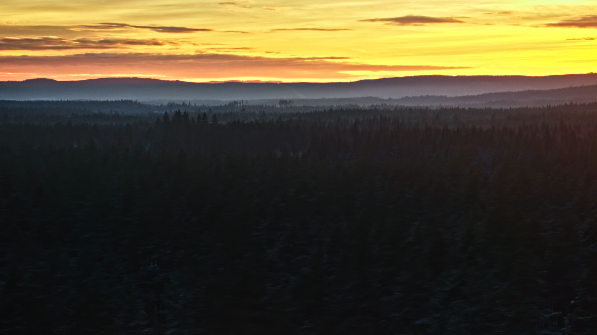 Sneakersnstuff & ASICS Tiger - Forest Pack