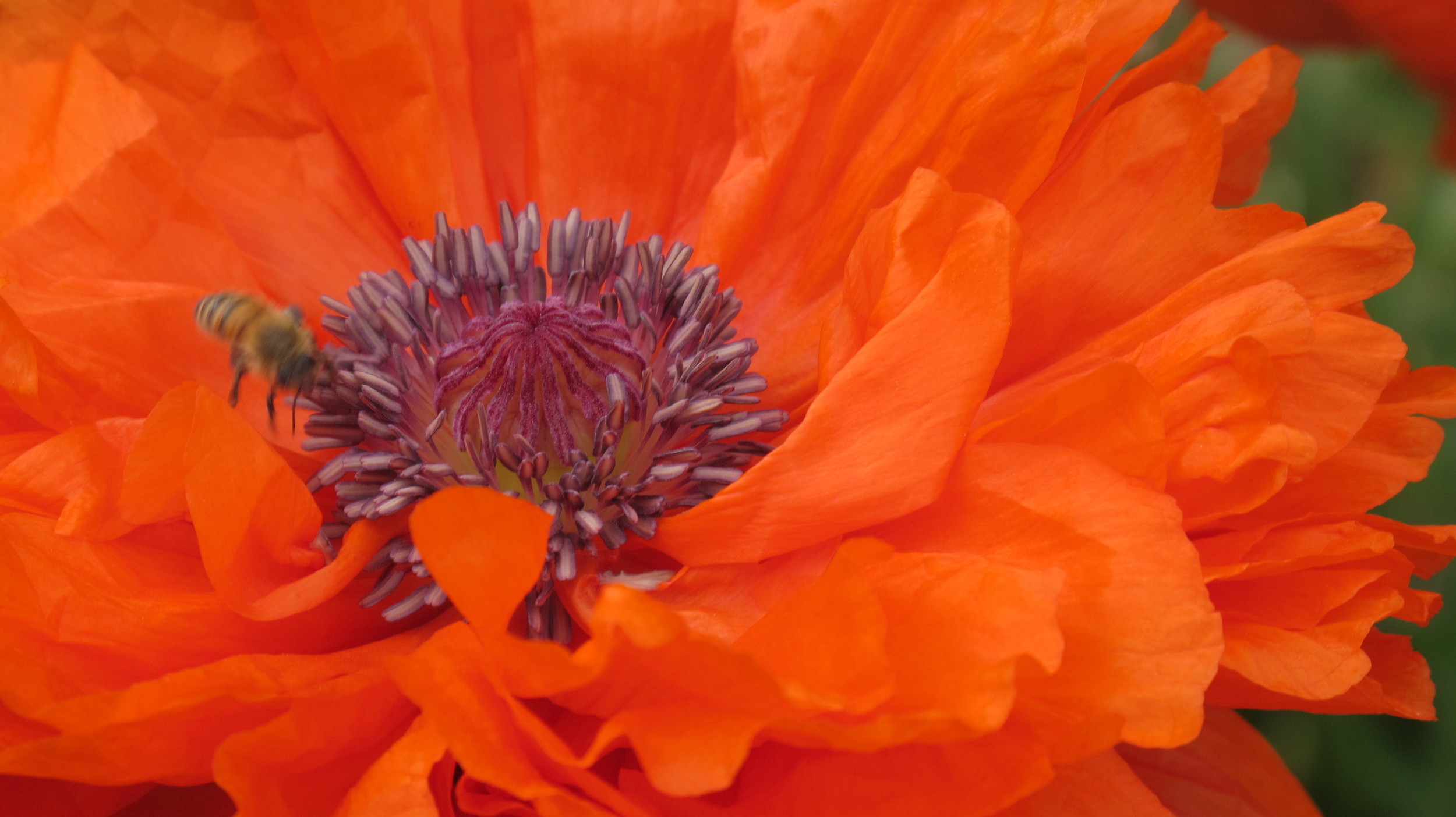 poppy up close.JPG