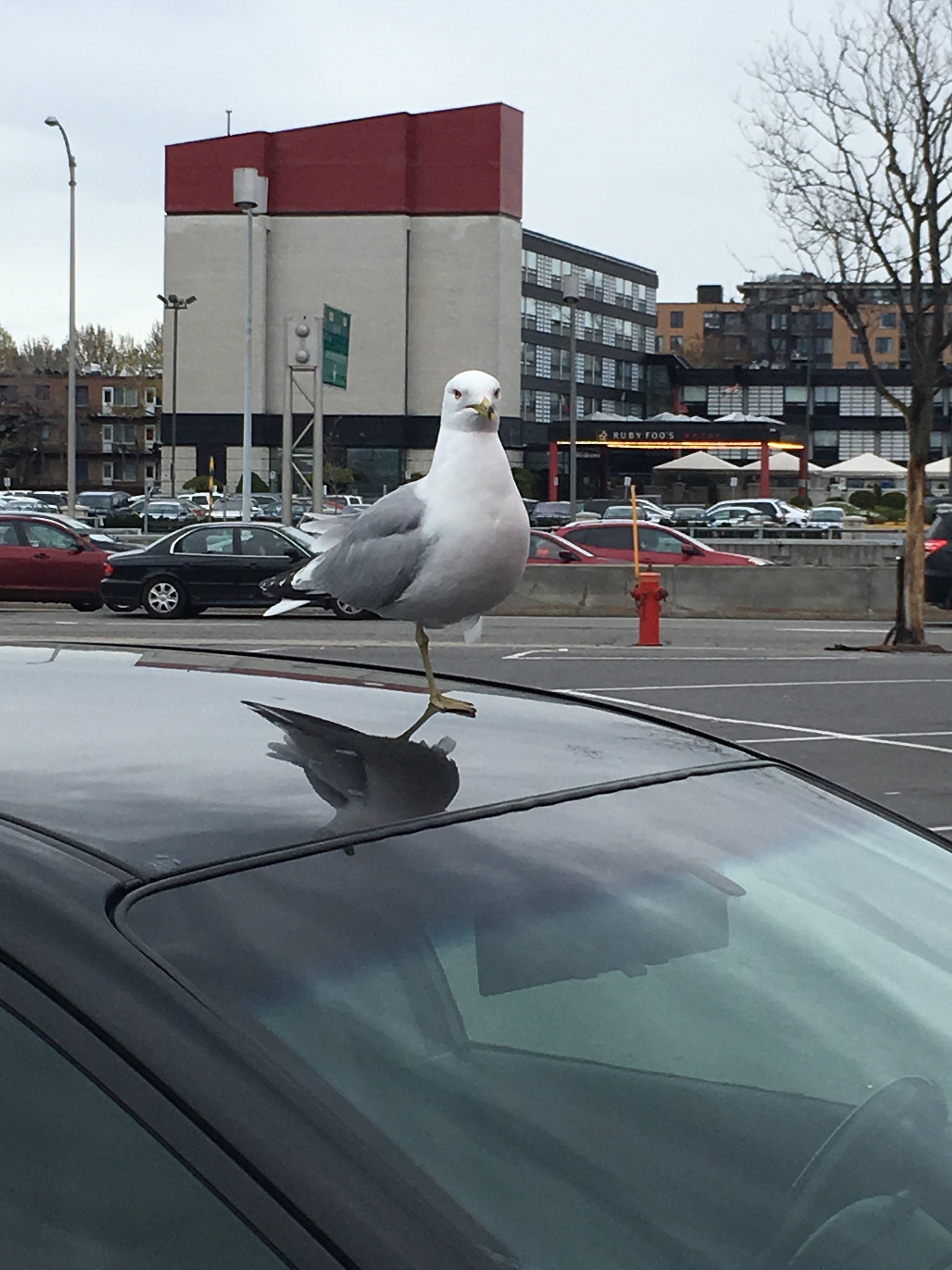 "Plus de frites pour moi!"