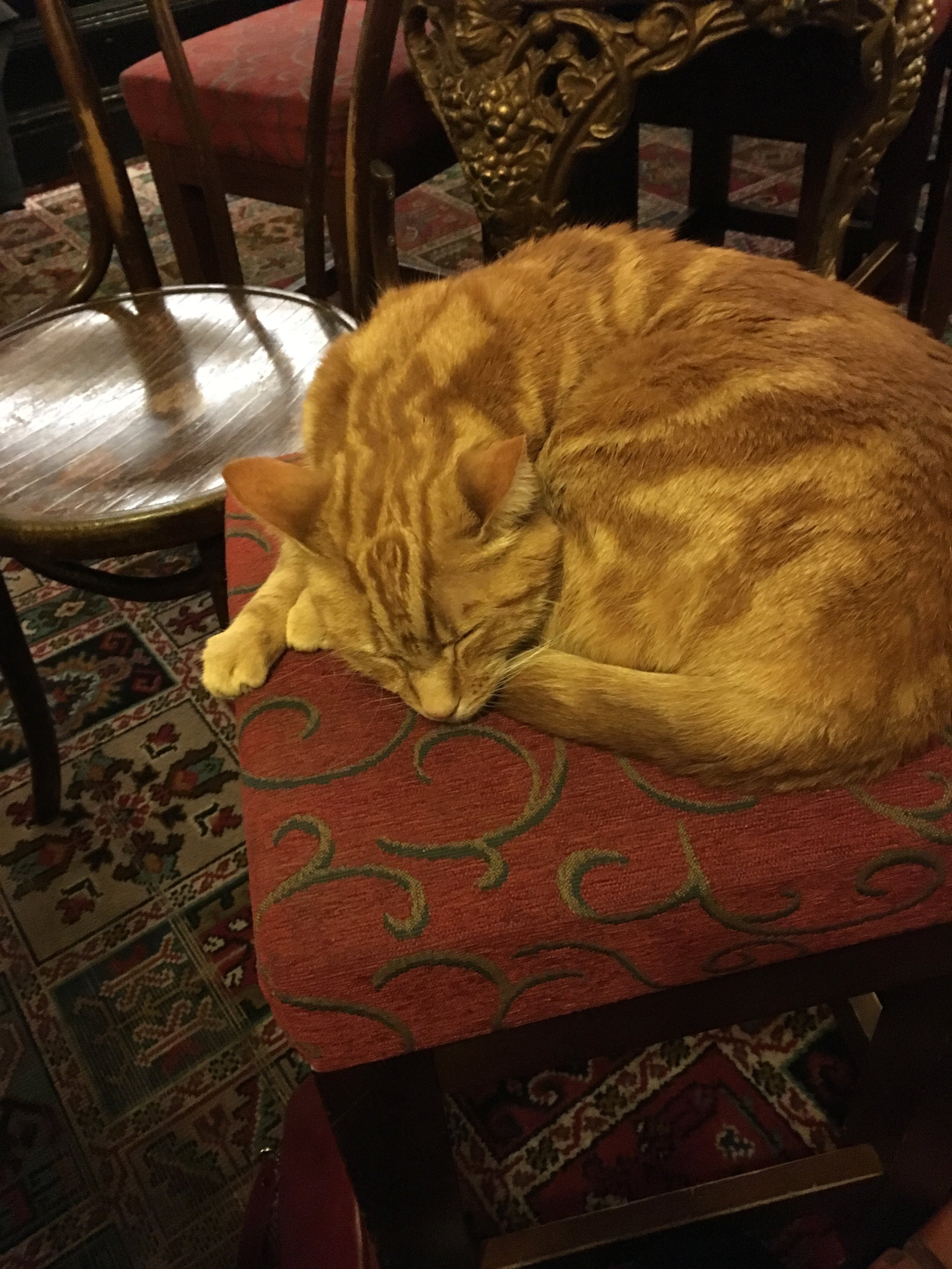 The Alex's pub cat Tommy