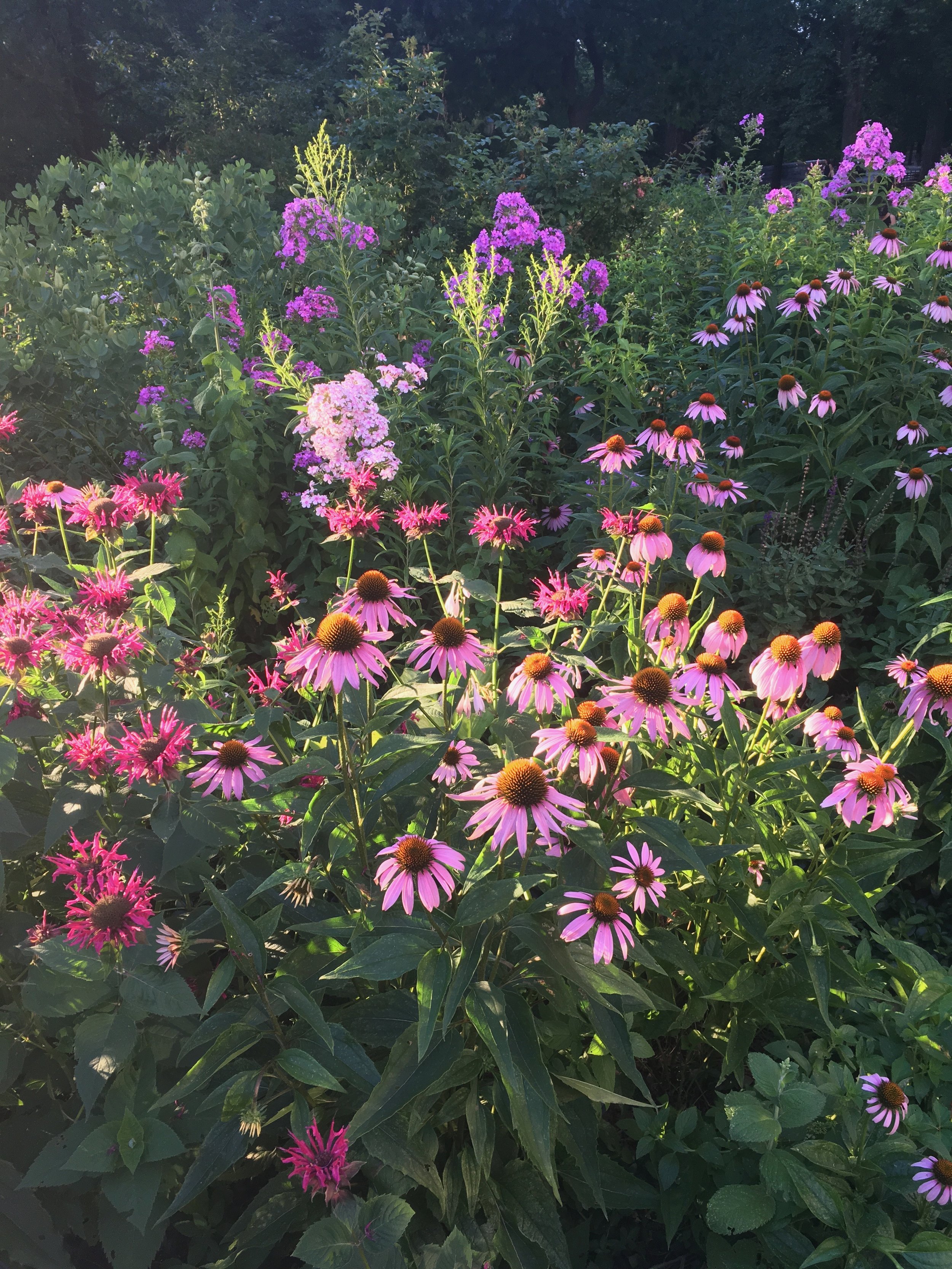 Just a shot of our local Riverside Park garden