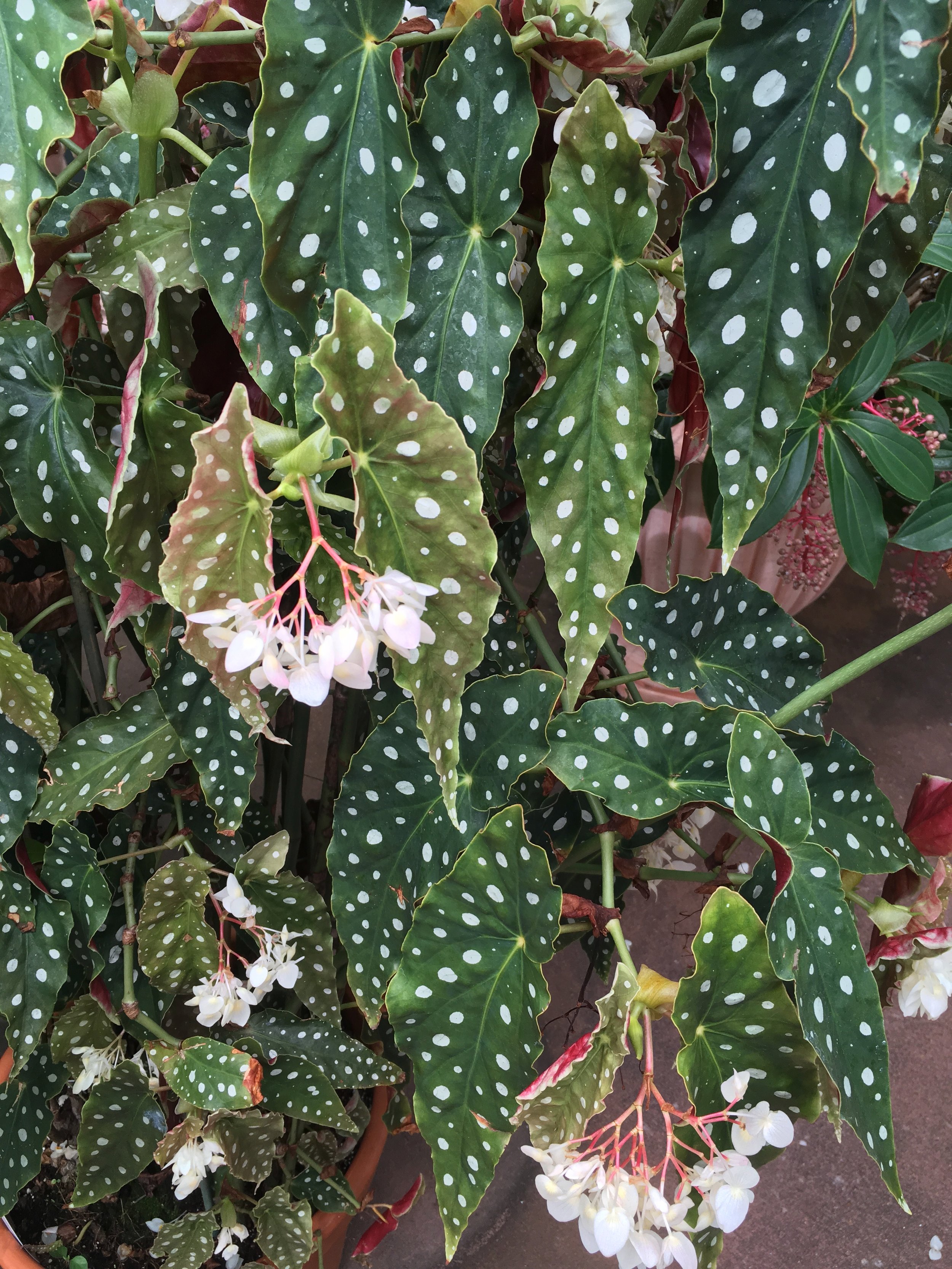 Burle Marx polka-dotted begonia