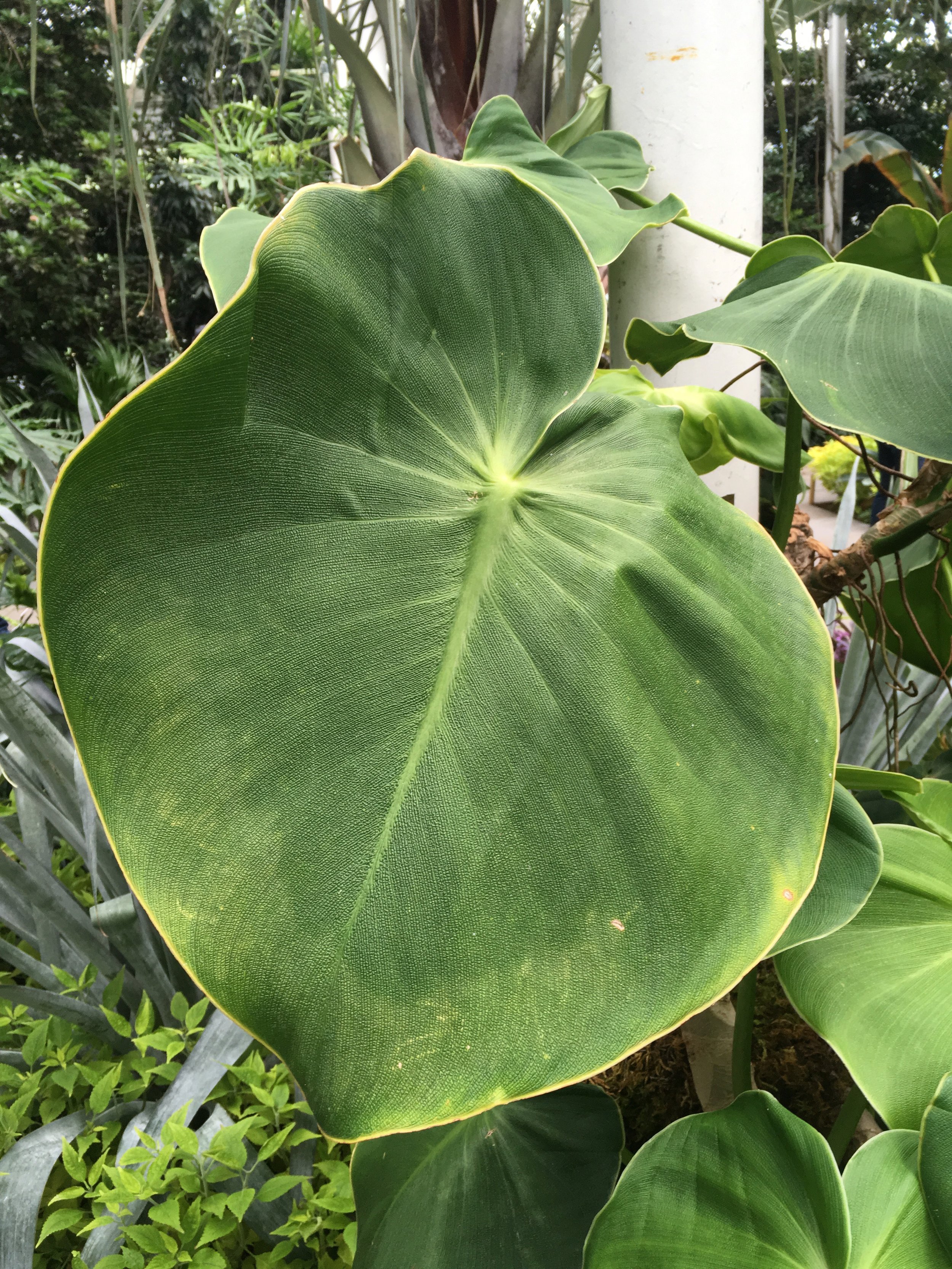 Elephant's Ears