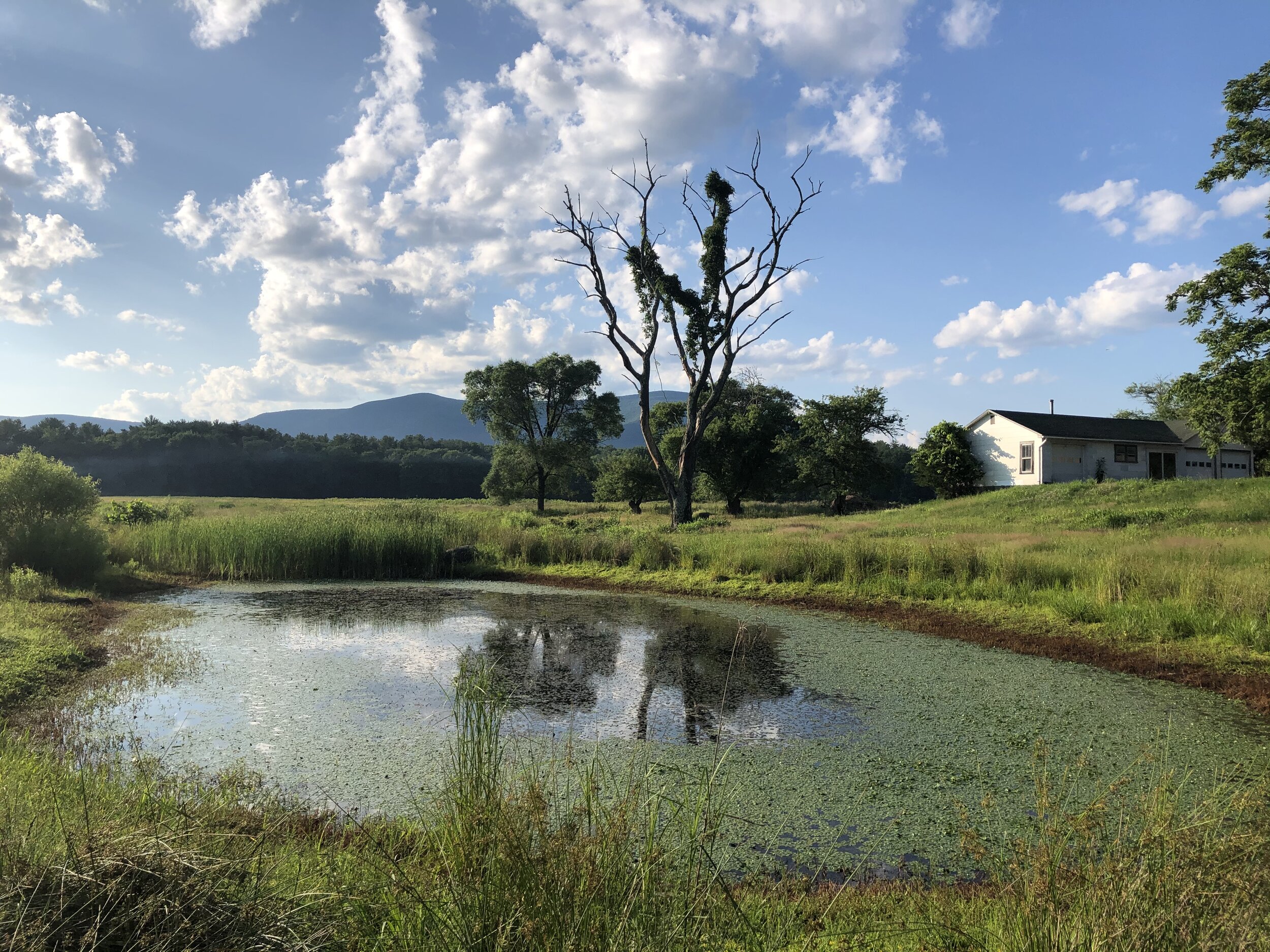 The Thorne Preserve, Woodstock