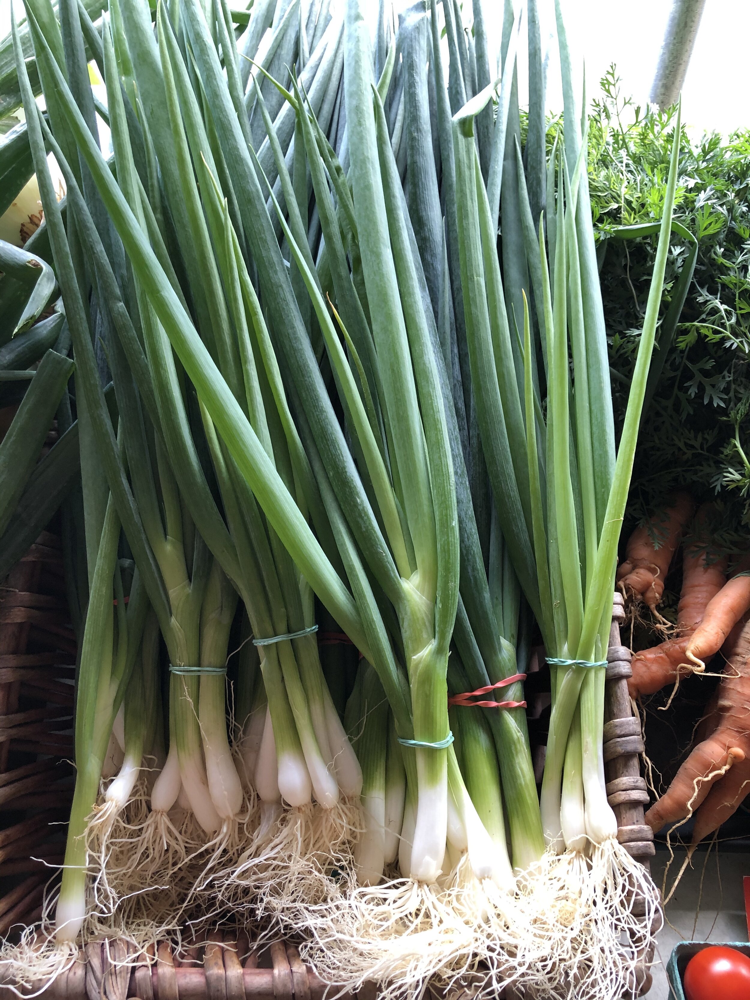 Scallions from Story Farms