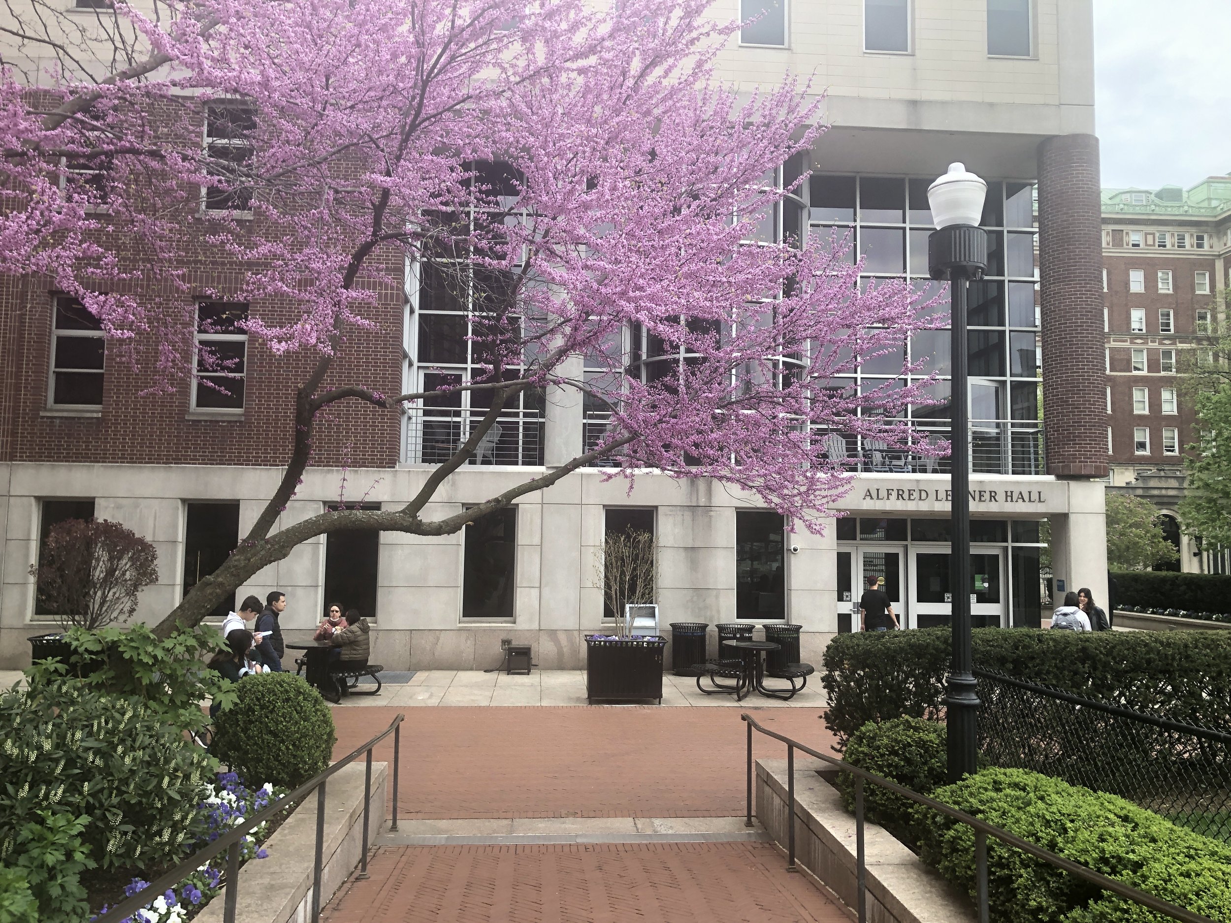 Redbud on Columbia University campus