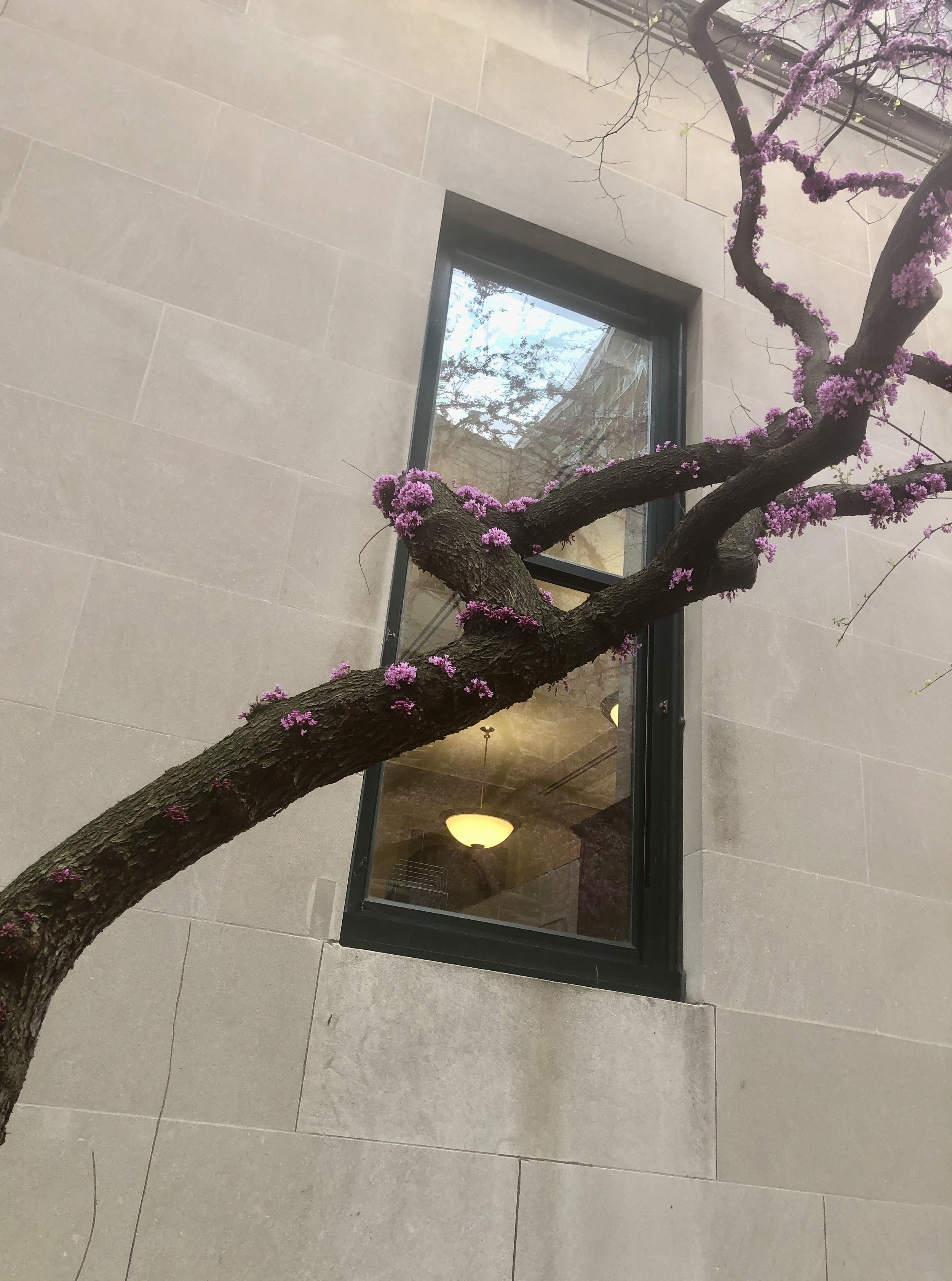 My art shot of a redbud limb on Columbia University campus