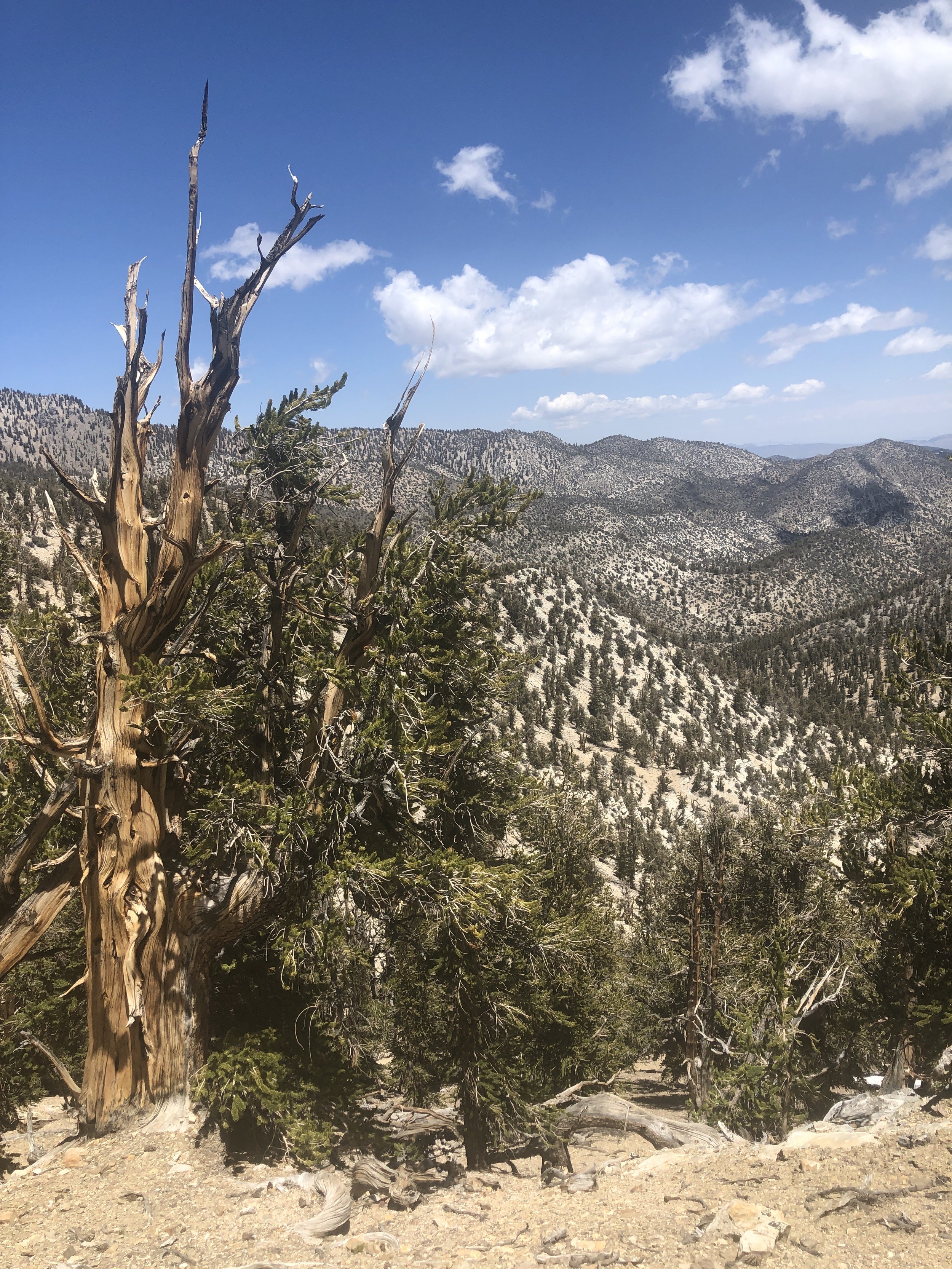 Bristlecone pines in the white mountains