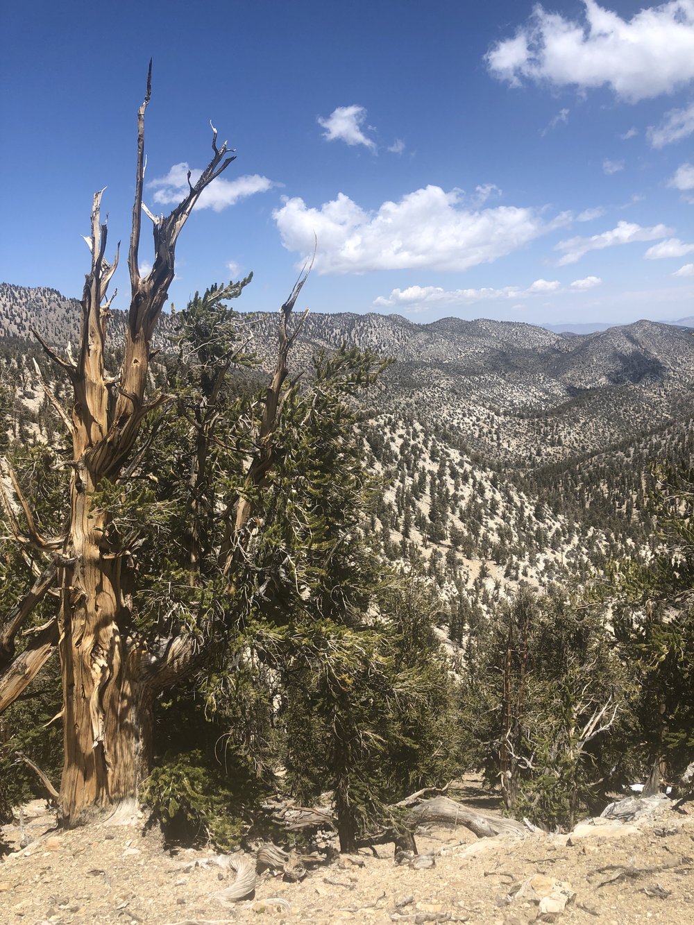 Bristlecone pines in the white mountains