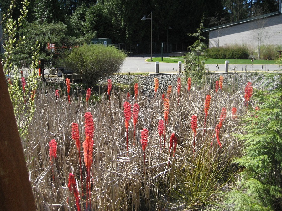 Fiber Marsh