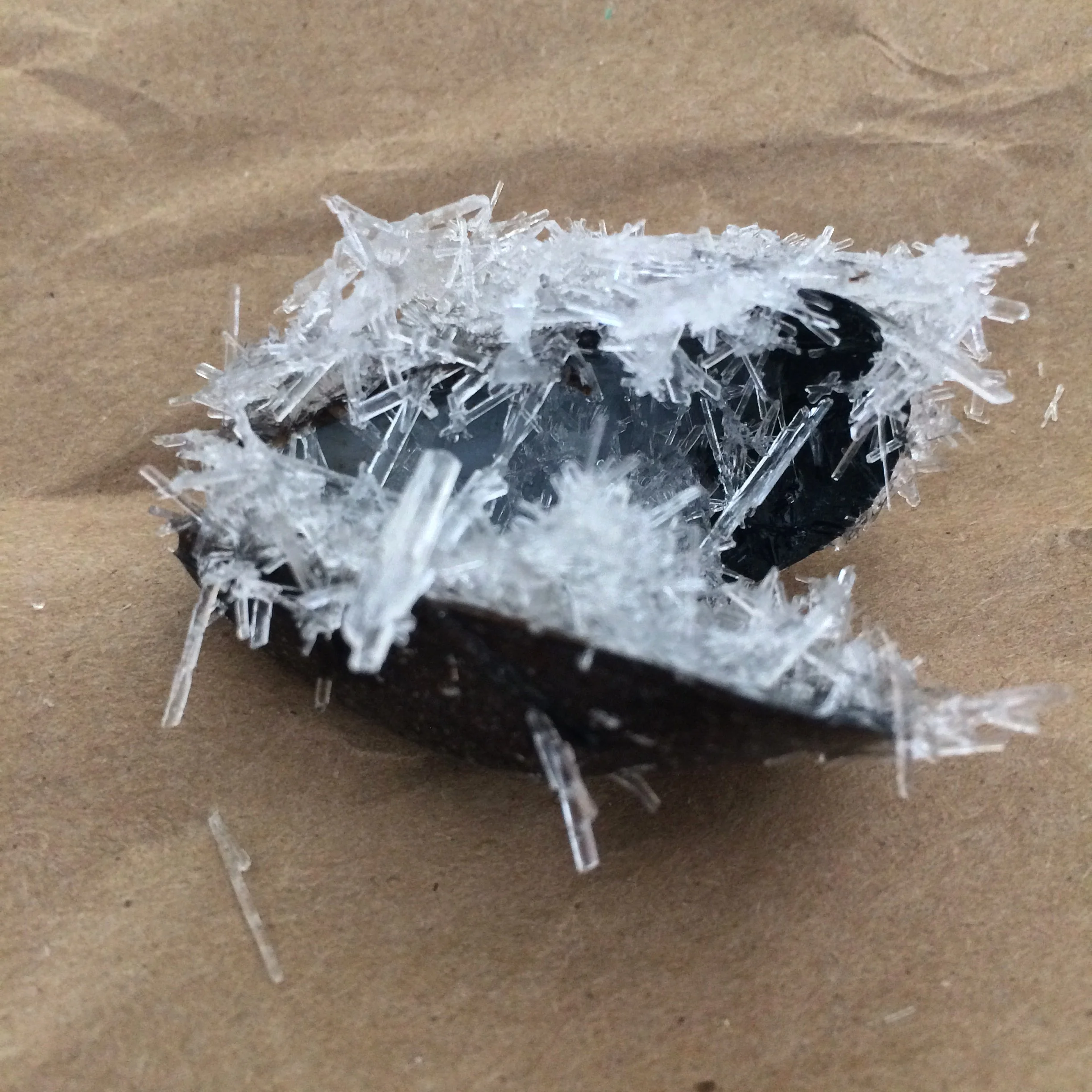 Mussel shell, salt crystals. Photo by Jen Monroe