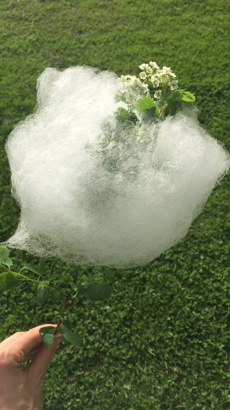 Jasmine flavored cotton candy spun on wildflowers for the Atlas Obscura Great Forgotten Garden Party
