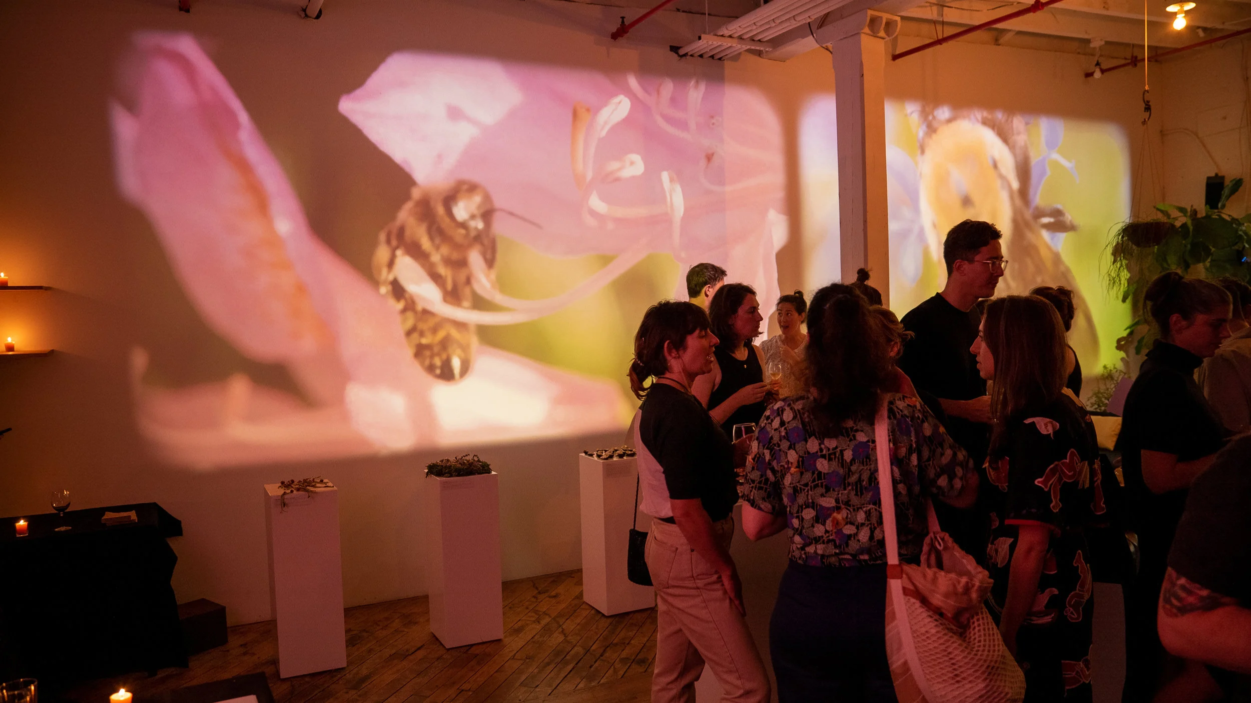 Video projections by Eric Epstein. Photo courtesy of Wild Dogs International.