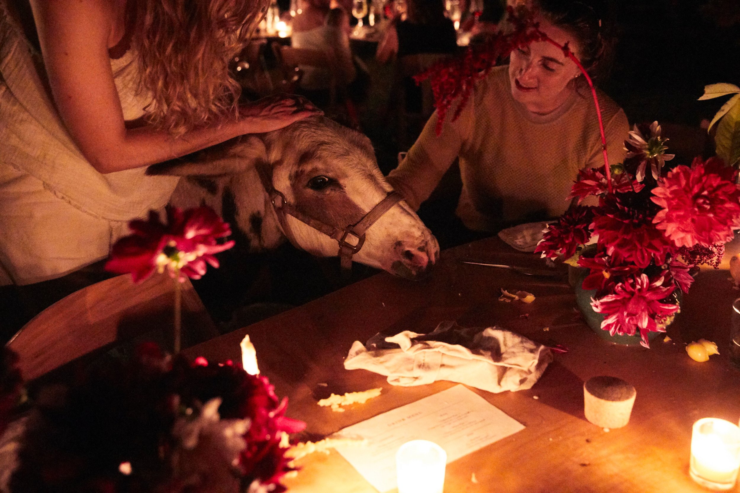 Donkey visits from Sebastian and Victor at the dinner table. Photo by Johnny Fogg.