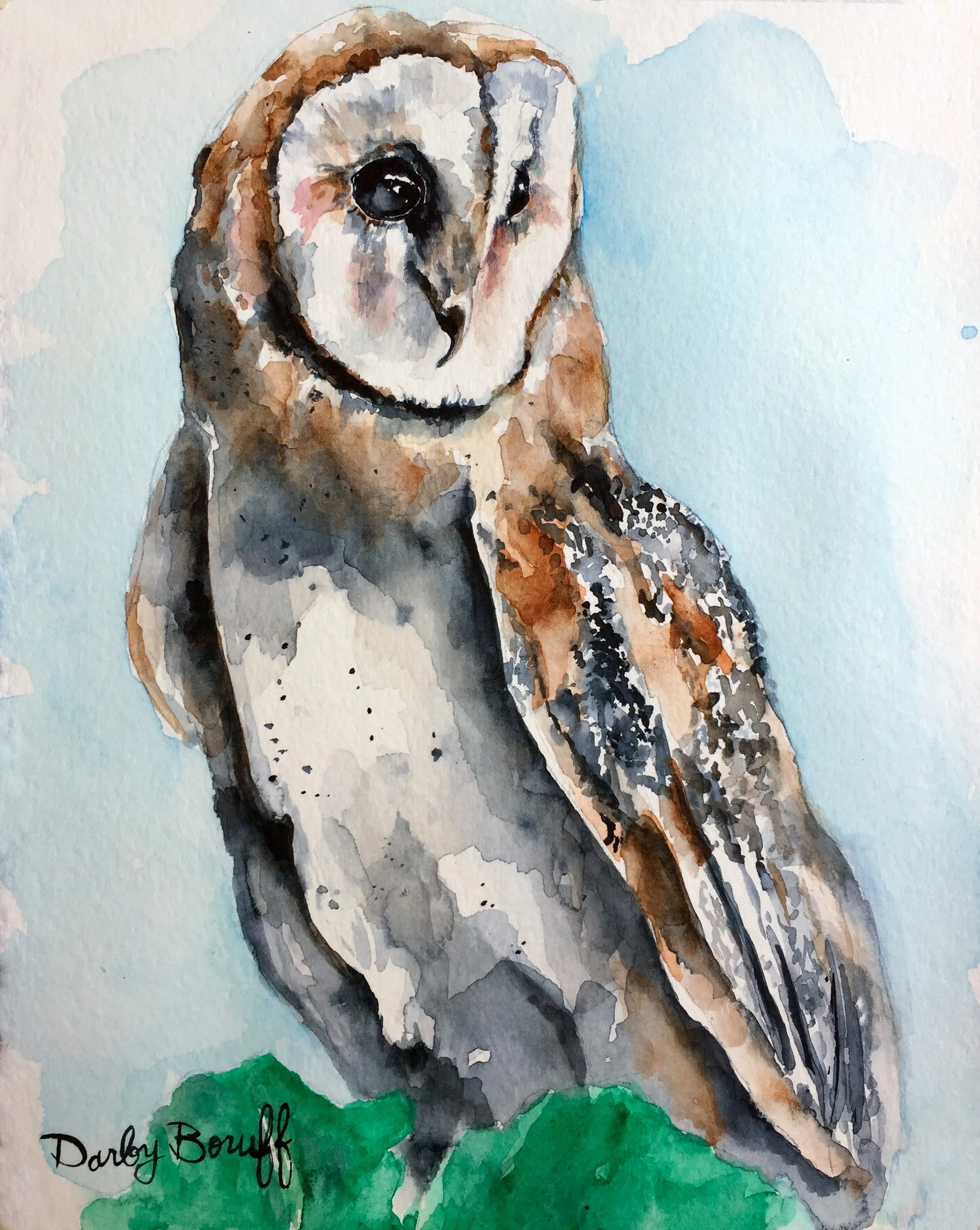 Barn Owl Study
