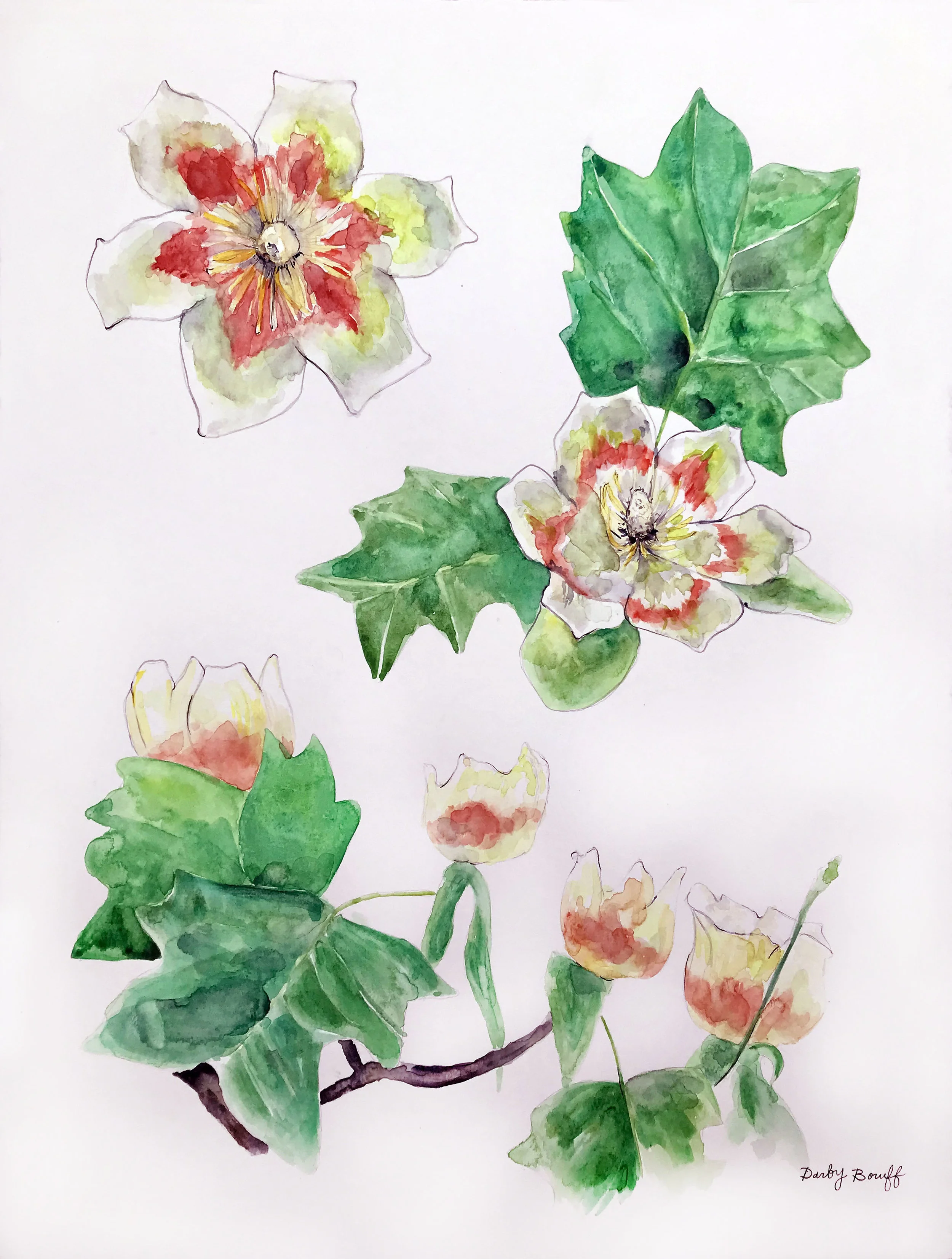 Tulip Poplar & Flower - James Farmer Deconstructed Tree Series