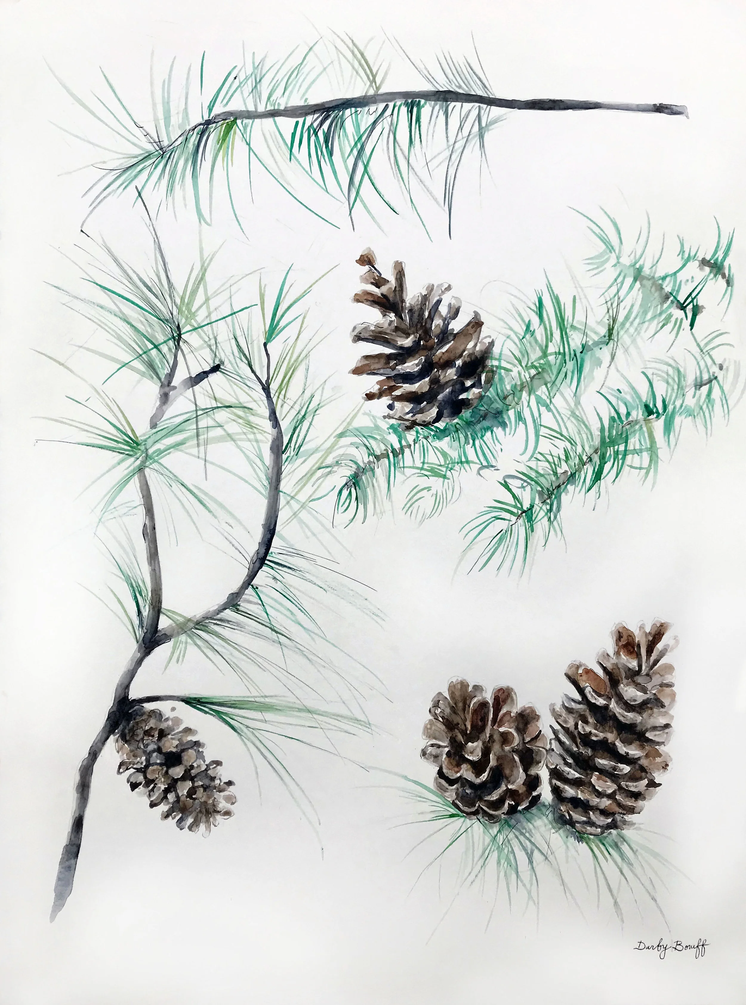 White Pine & Cone - James Farmer Deconstructed Tree Series