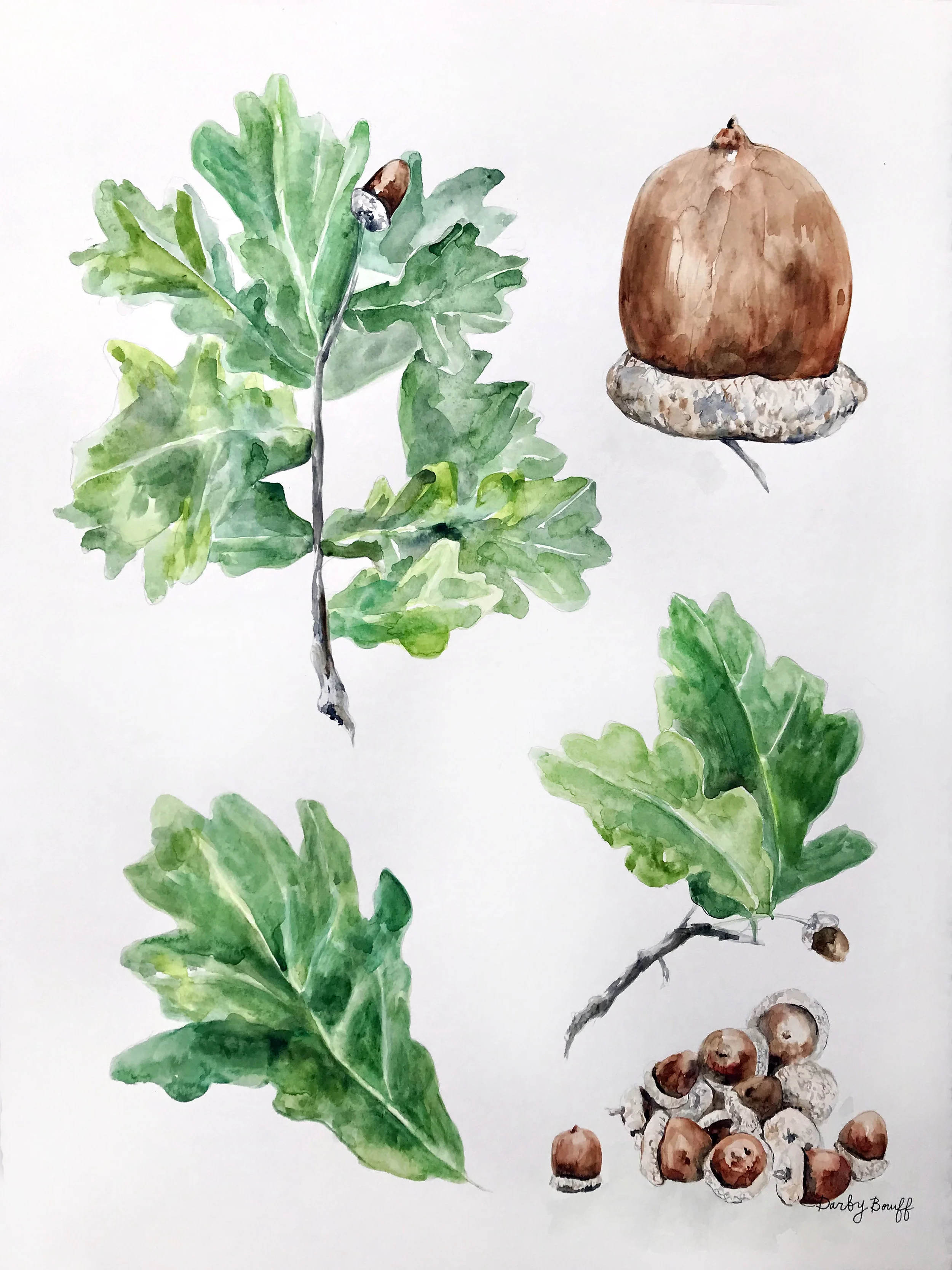 Oak & Acorn- James Farmer Deconstructed Tree Series