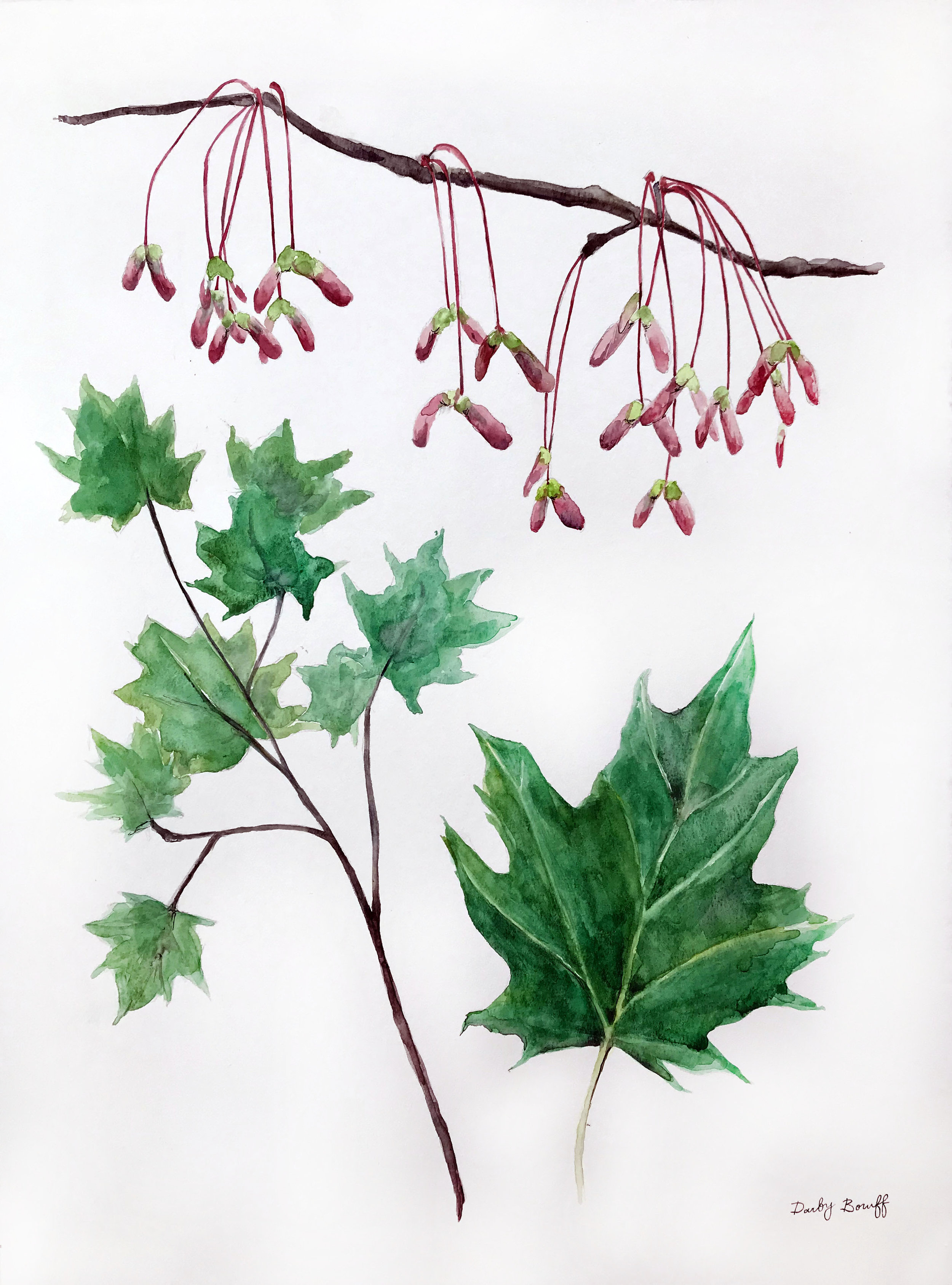 Sugar Maple & Seed Pod - James Farmer Deconstructed Tree Series