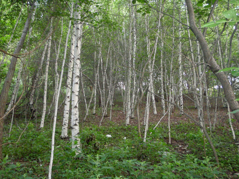 Forest on Petty’s Island