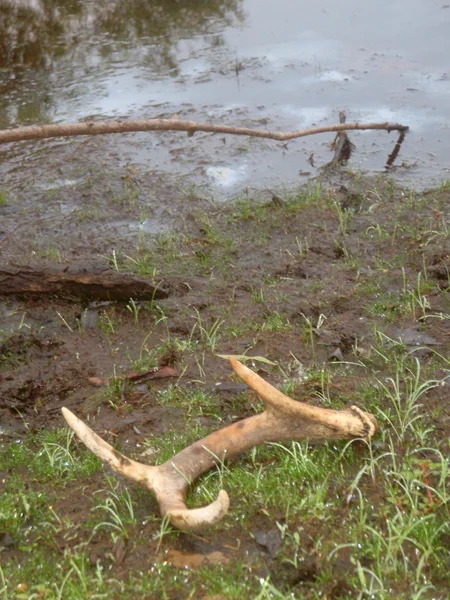 Evidence of wildlife resurgence on Petty’s Island