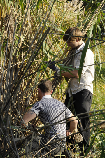 I started harvesting the reeds
