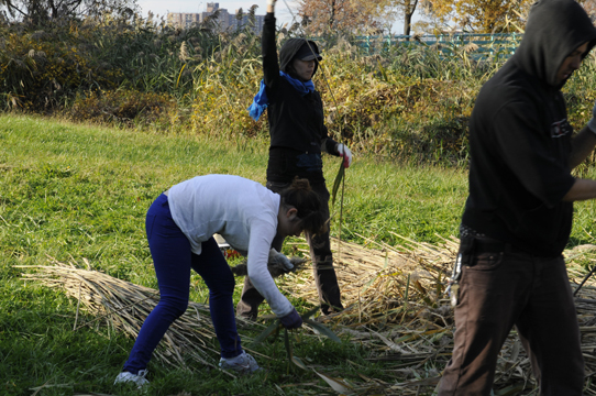 While harvesting, we removed leaves