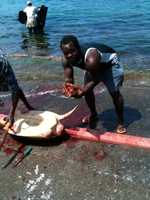 Sea Turtle Hunting