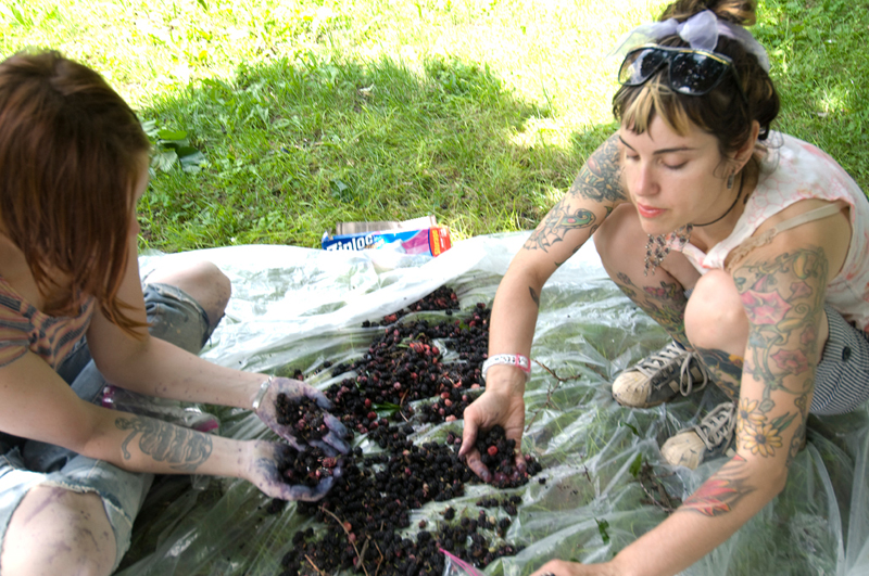 …to harvest the berries.