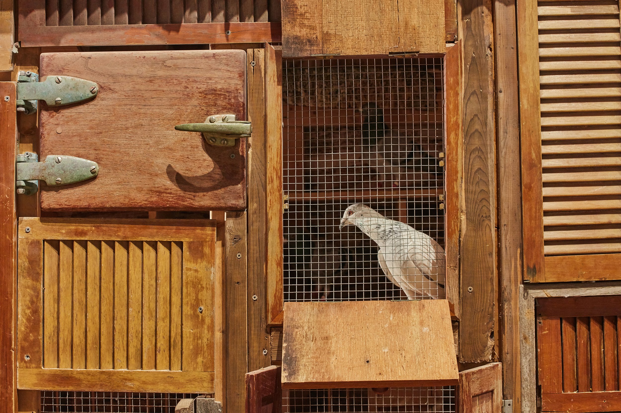 DRiley Pigeon & coop 2.jpg