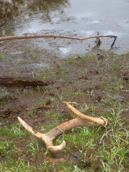  Evidence of wildlife resurgence on Petty’s Island 