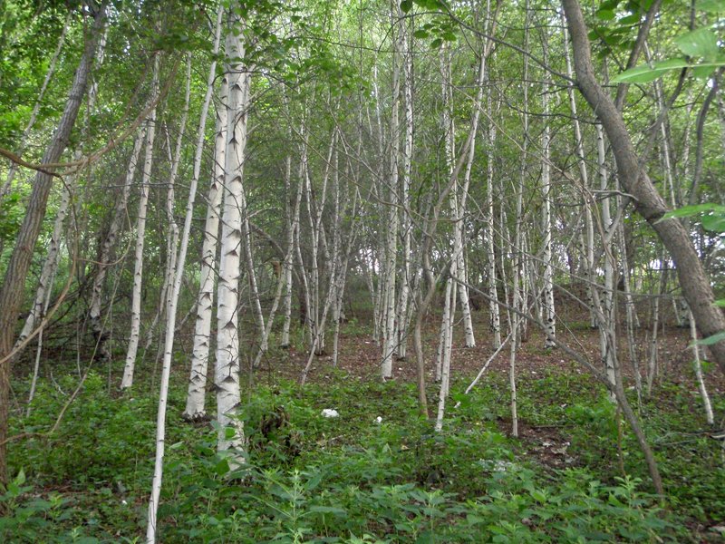  Forest on Petty’s Island 