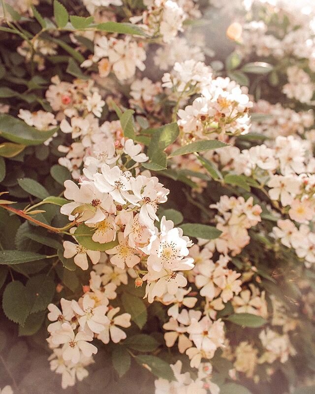 🌸🤍🌿{&ldquo; Its okay to feel more than one thing at once.

In some moments,
you will feel tender
and in some moments,
you will feel strong.
And in every moment
there is grace,
and in this life,
you still belong.

No matter what is missing 
you are