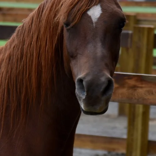 Tan's+horses+139+(678x1024)+(2).jpg