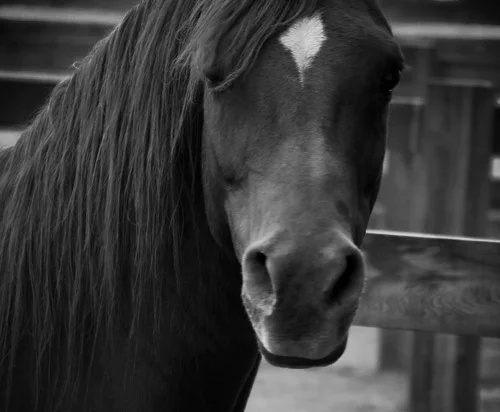 Tan's+horses+139+(678x1024)+(2).jpg
