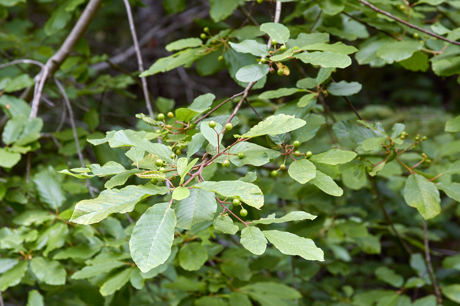 Cascara Sagrada