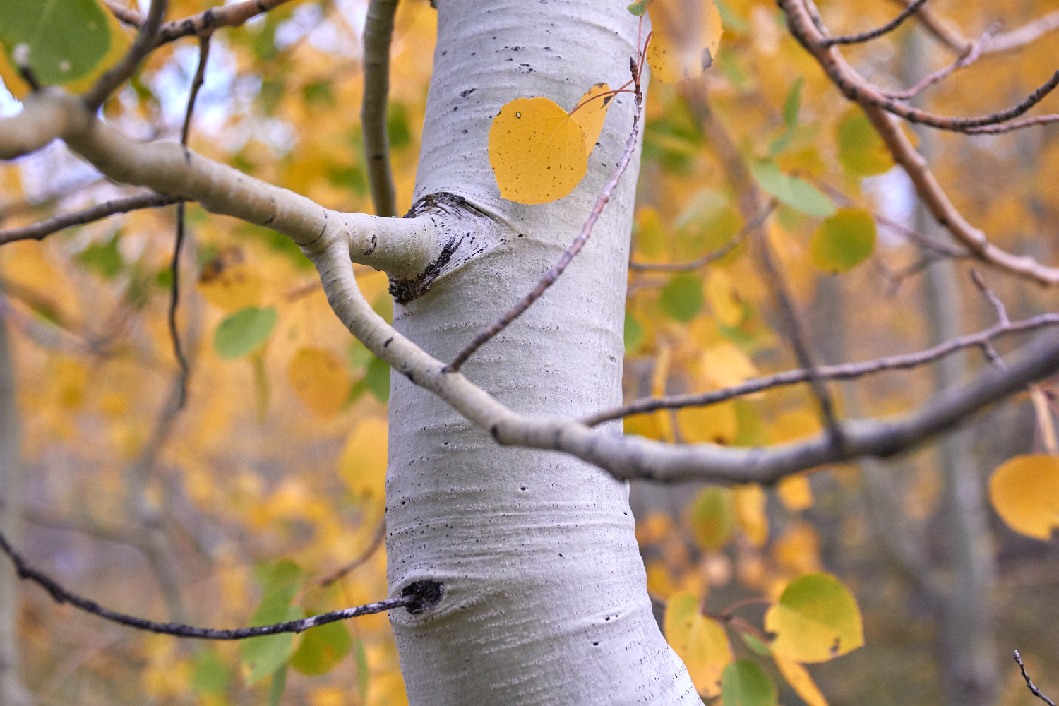 Quaking Aspen