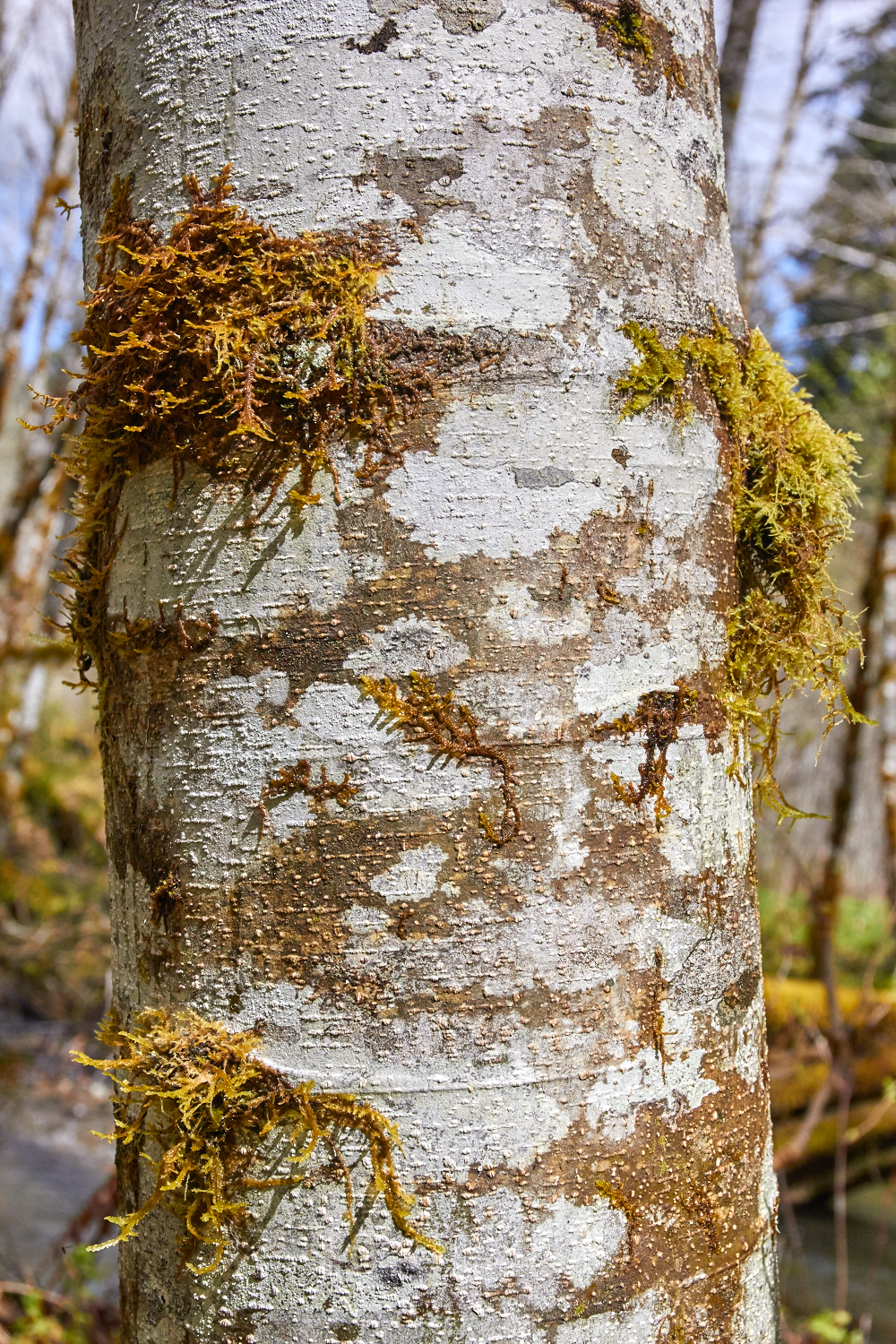 Red Alder
