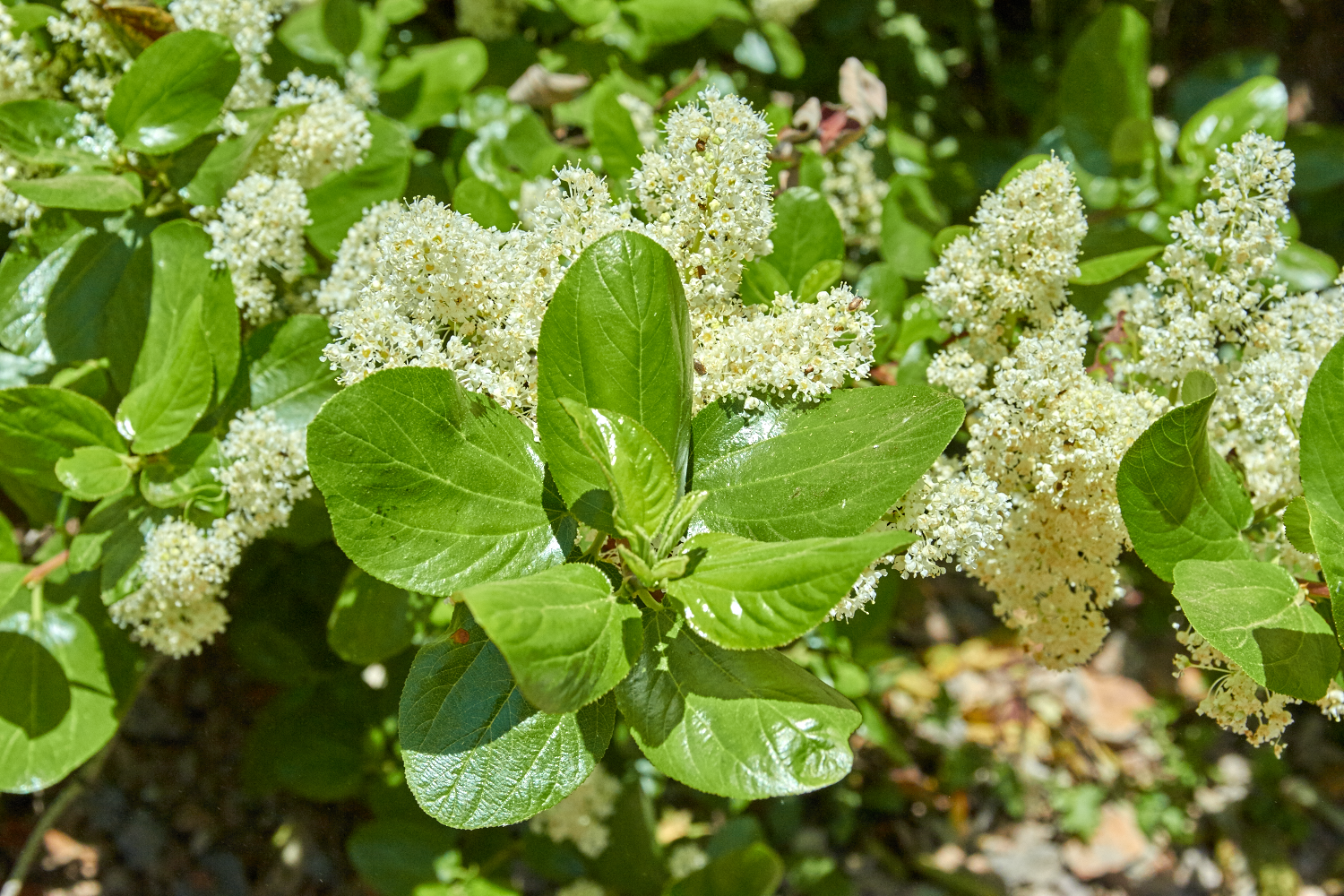 Red Root