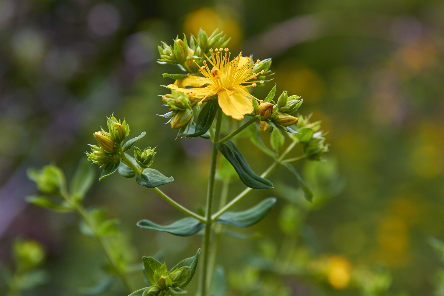 Saint John's Wort