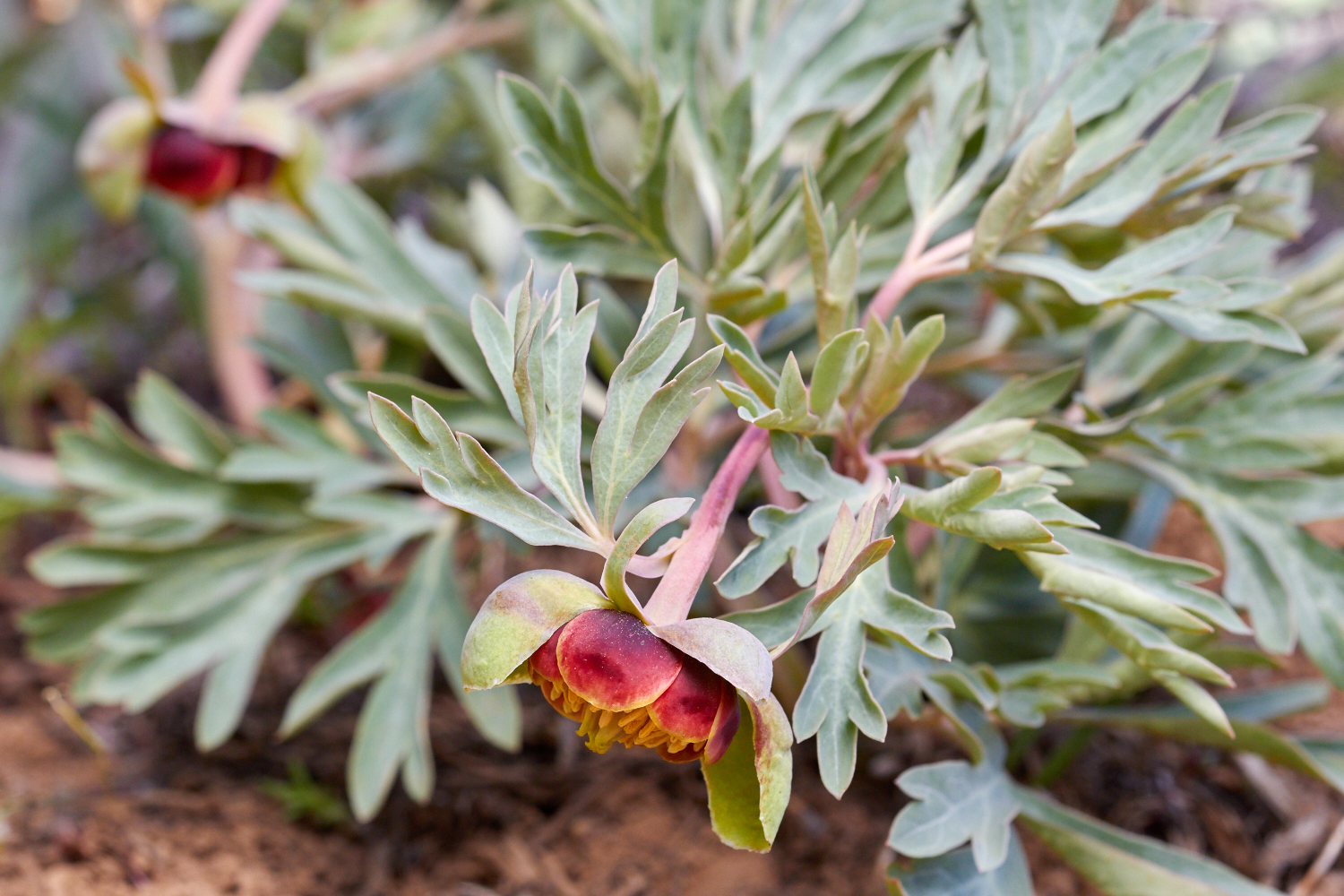 Western Peony