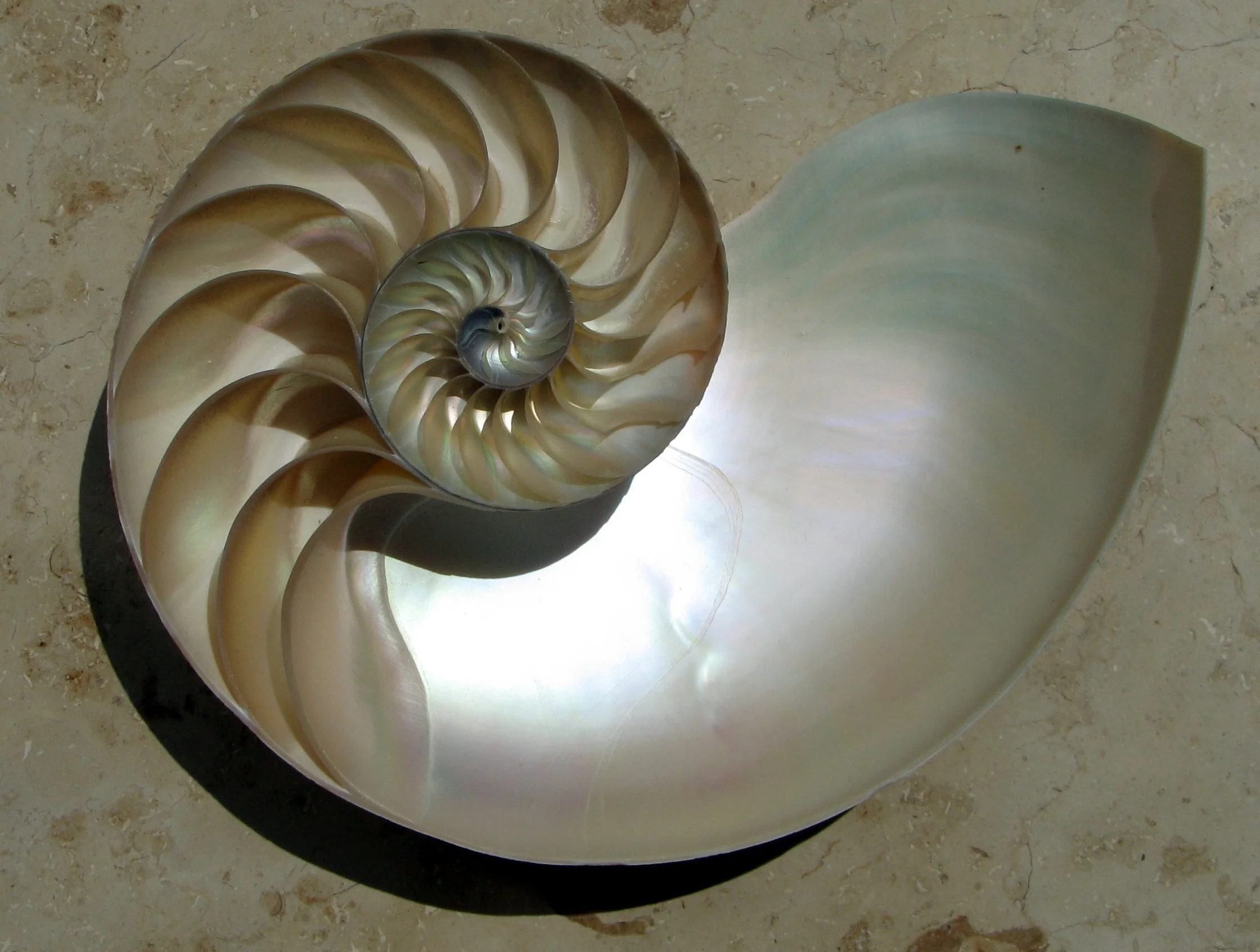...from sea shells...