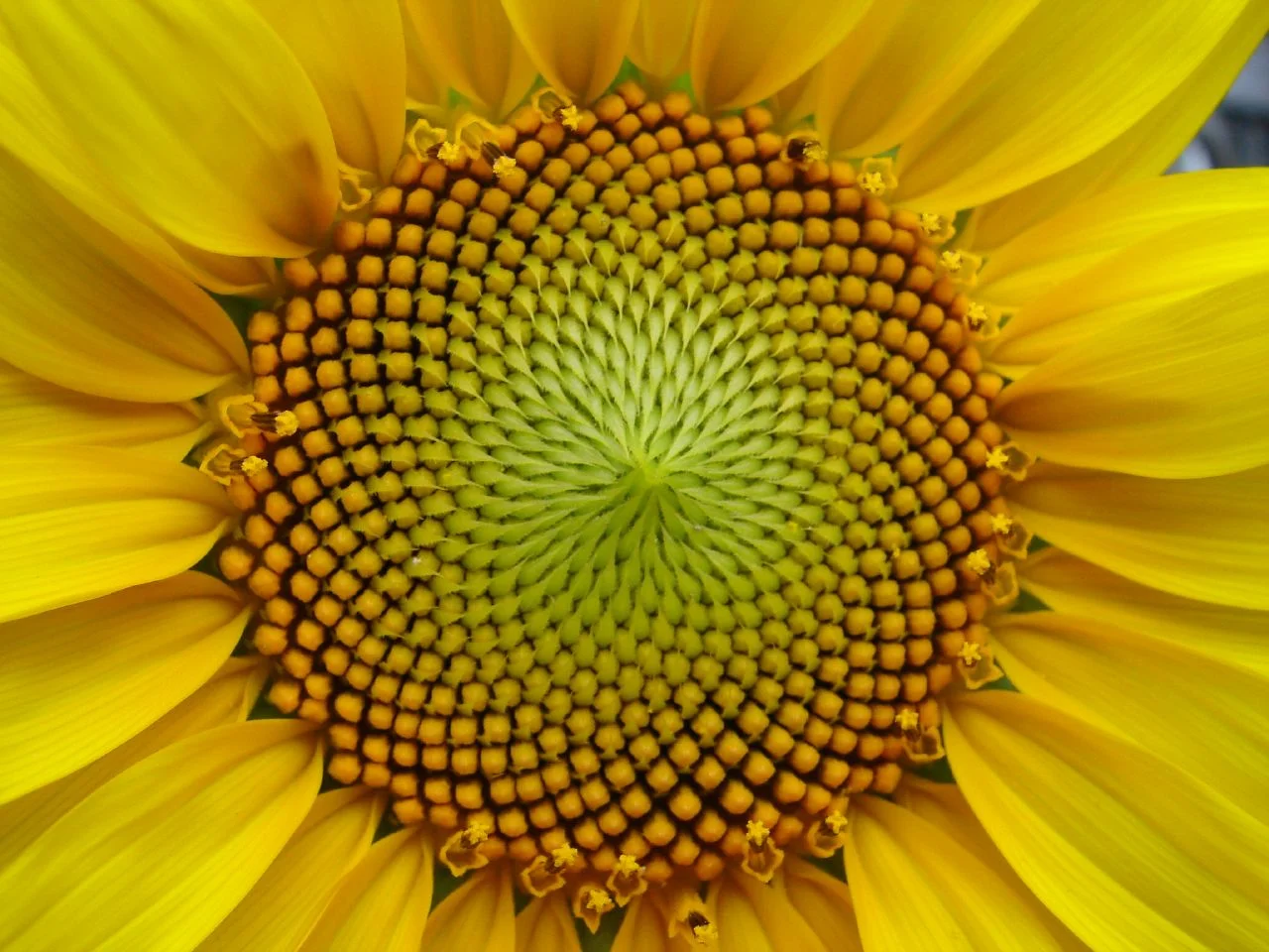 If you follow the Golden Ratio you often get Fibonacci numbers. This sunflower head has 34 disk flower spirals. Patterns such as these can found throughout nature.