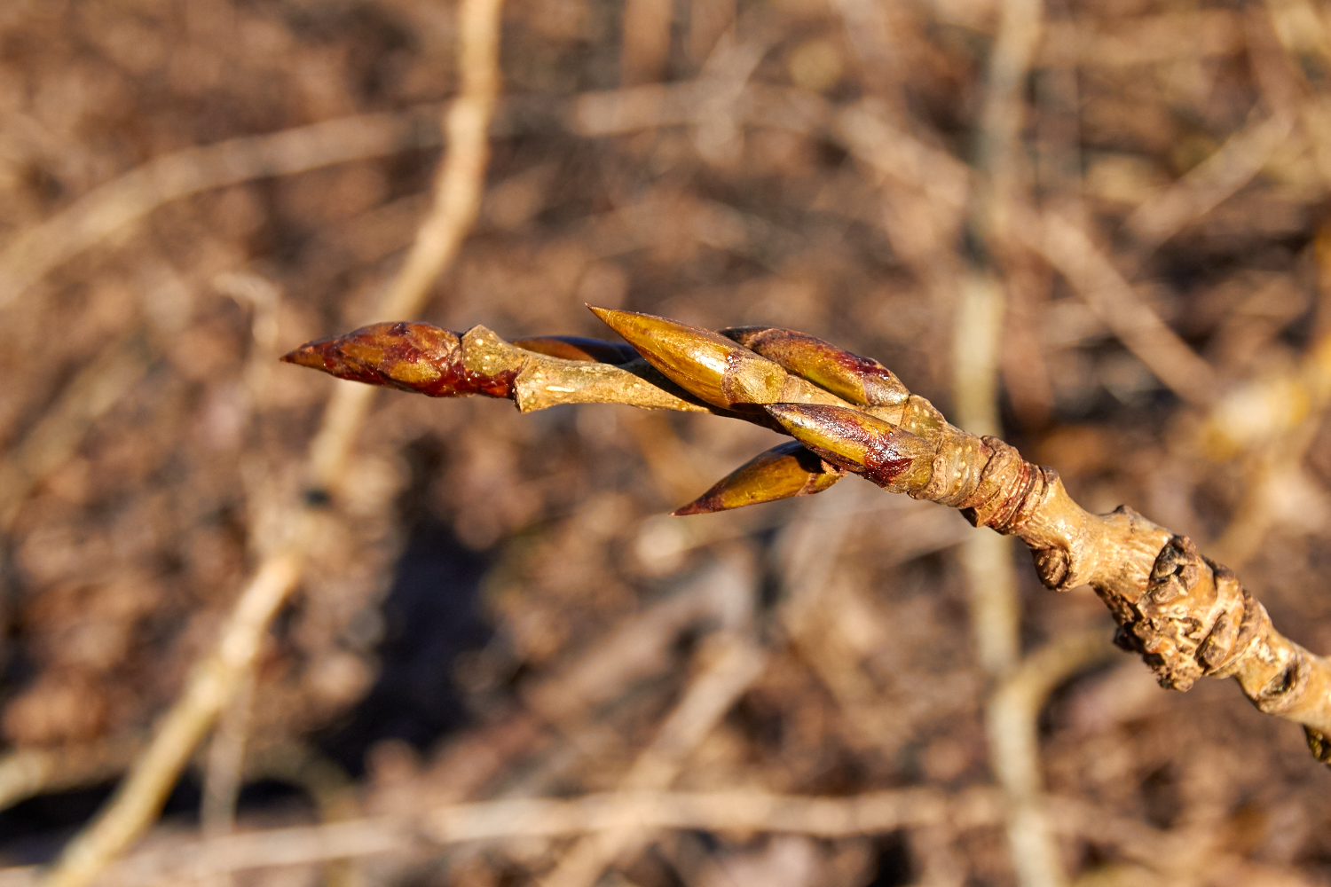 The first scent of the resinous, sweet-smelling buds heralds the arrival of spring and the beginning of the harvest season.© Scott Kloos. 2015. All Rights Reserved.