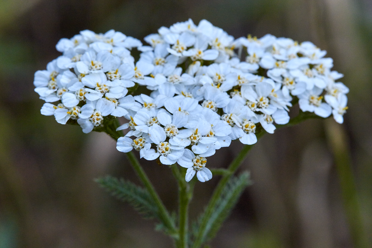 Achillea Millefolium Common Yarrow