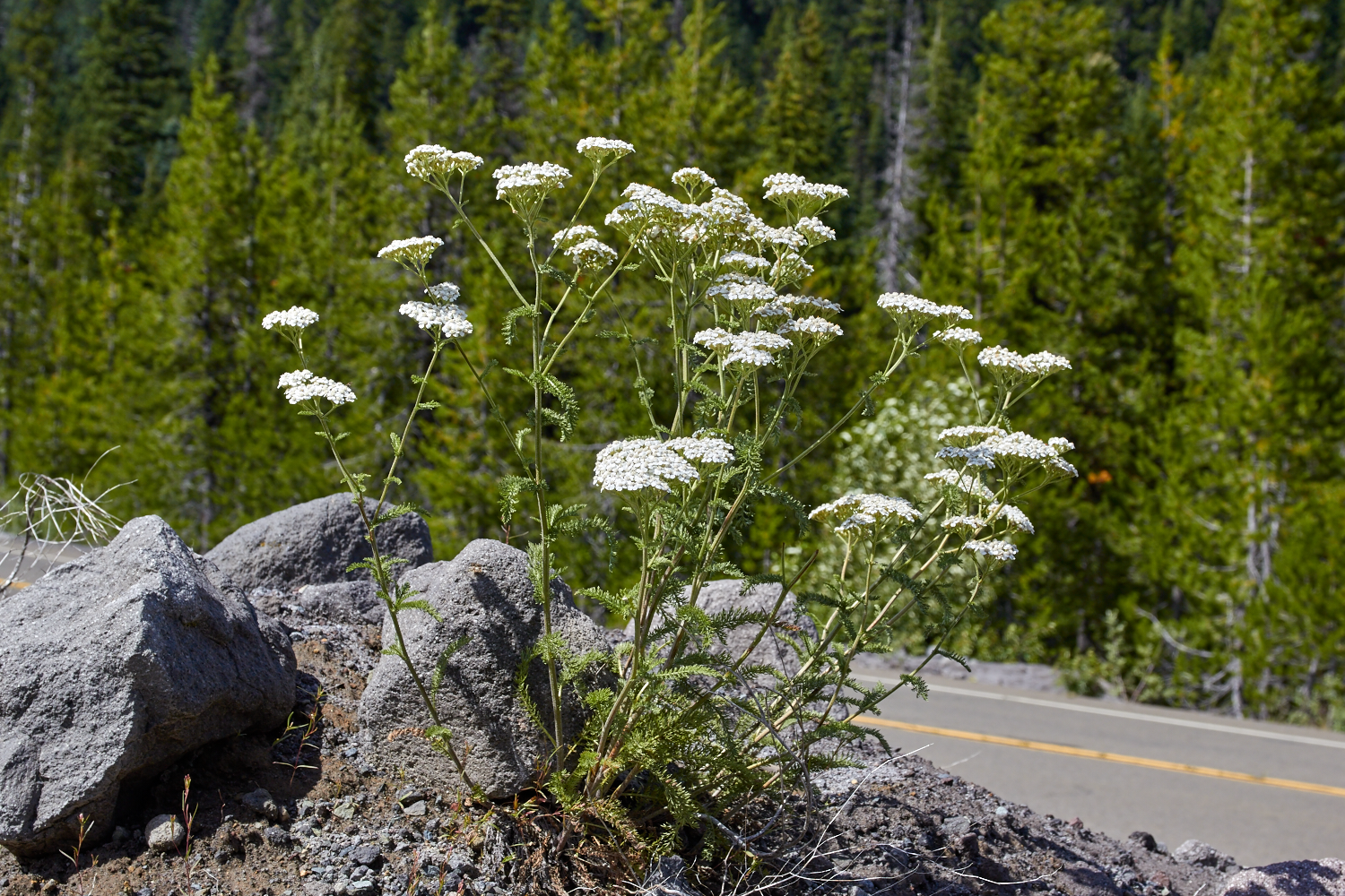 Common names from around the world reflect yarrow’s use as a woundwort. The English name yarrow comes from the Old English garwe, which means spear-well. © Scott Kloos. 2015. All Rights Reserved.