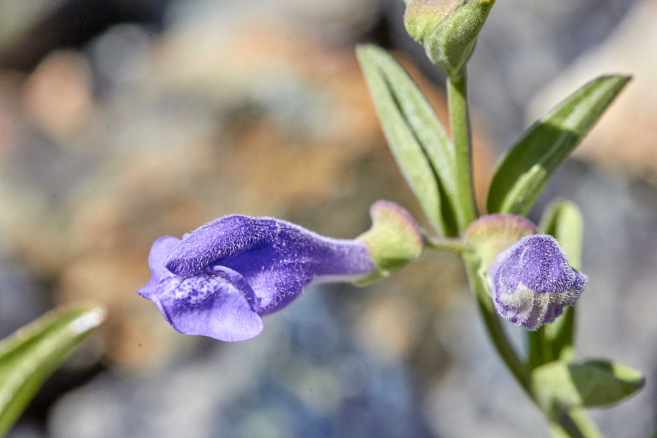 Snapdragon Skullcap ( Scutellaria antirrhinoides ) . The reddish tinged ridge on the calyx gives the skullcaps their name. © Scott Kloos. 2015. All Rights Reserved.