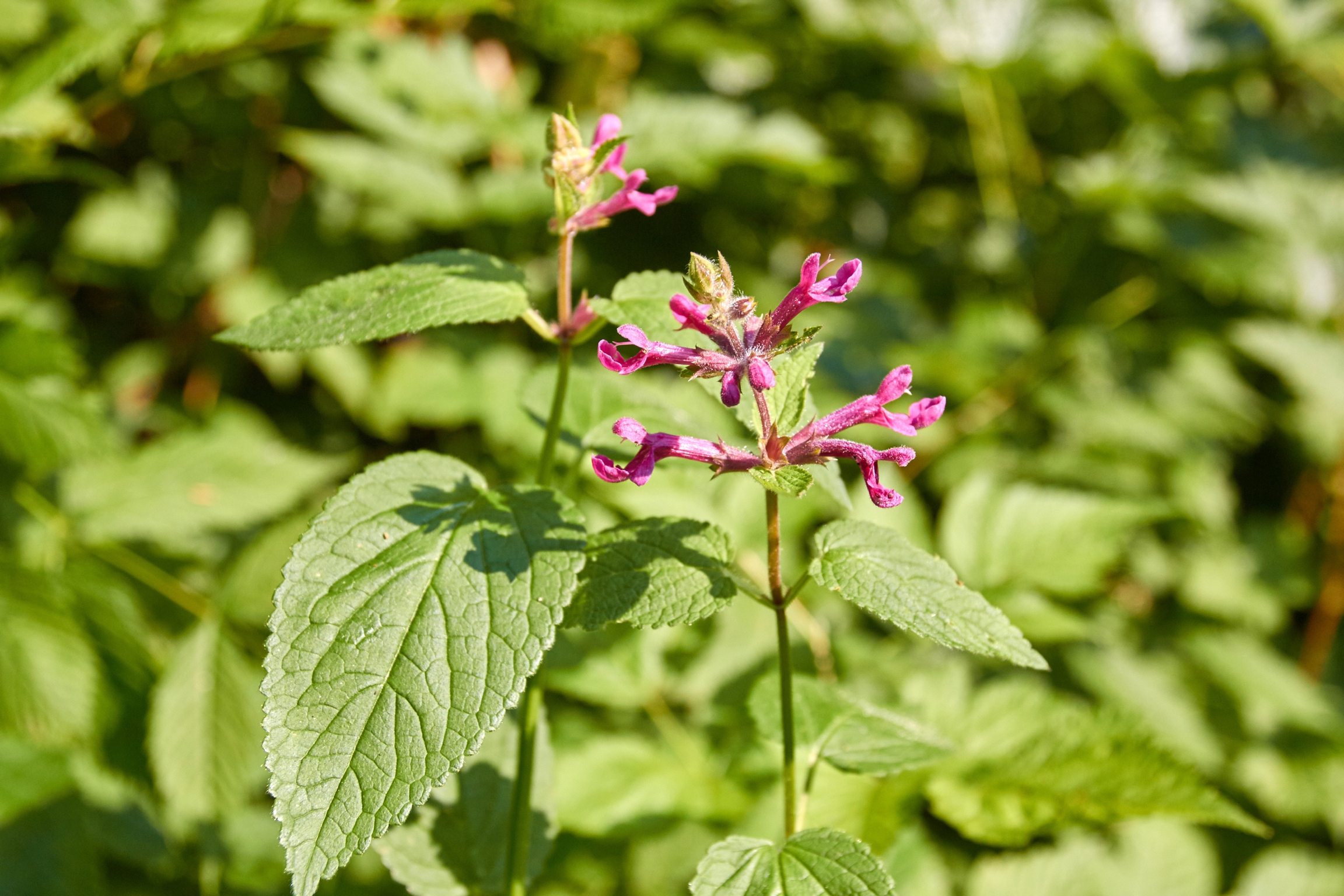 Coastal Hedgenettle ( Stachys chamissonis var. cooleyae ). Vibrant flowers, sweet with nectar, are a favorite of hummingbirds. © Scott Kloos. 2015. All Rights Reserved.