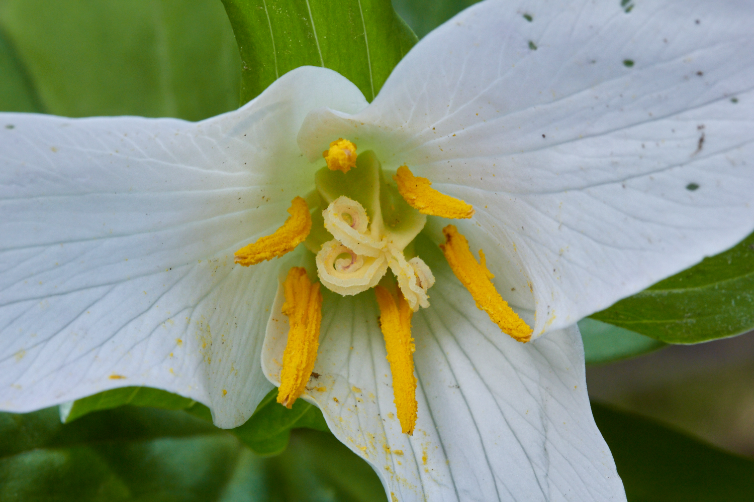 Western Trillium ( Trillium ovatum ). The large anthers at the ends of the stamens produce lots of yellow pollen. © Scott Kloos. 2015. All Rights Reserved.